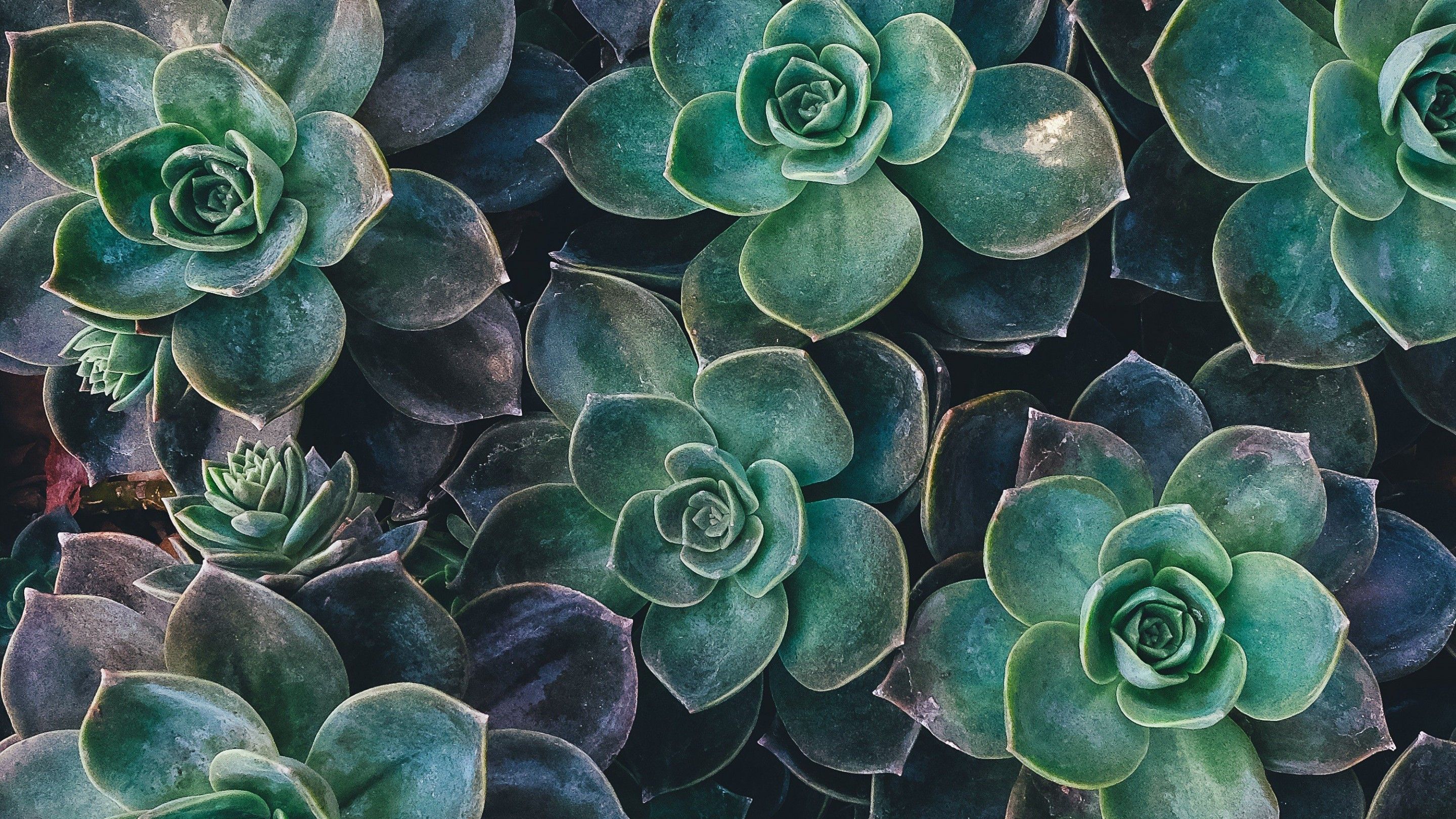 Piante grasse verdi succulente, 2880x1620 2K+, Desktop