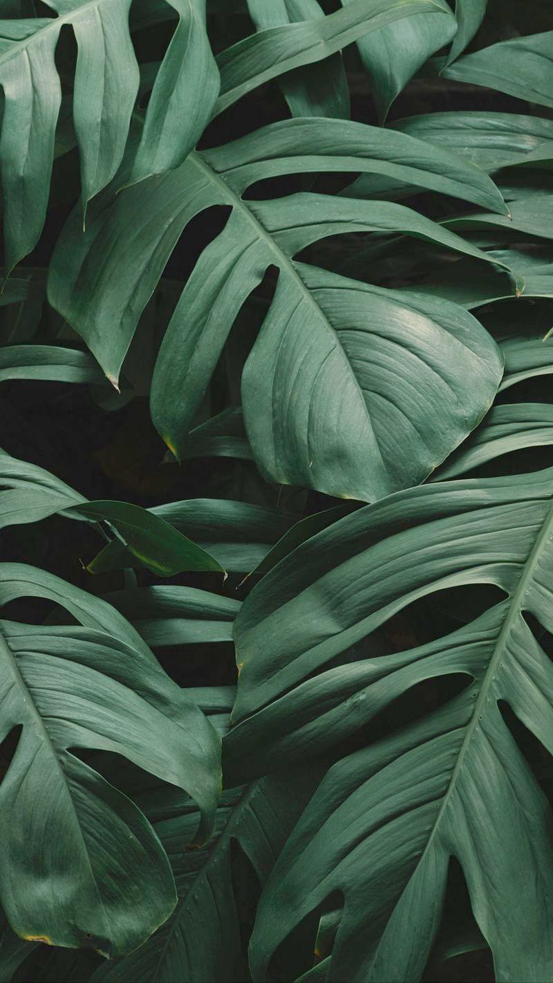 Foglie verdi tropicali monstera, 800x1420 Full HD Verticale, Realme