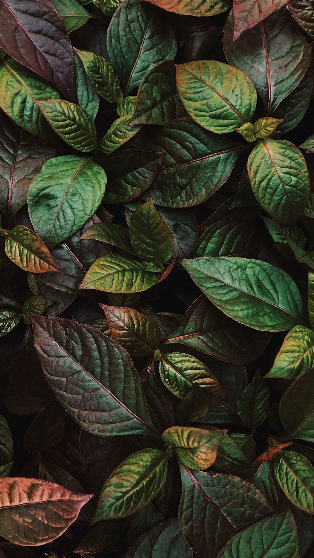 Foglie verdi e rosse, 1080x1920 Full HD Verticale, Smartphone