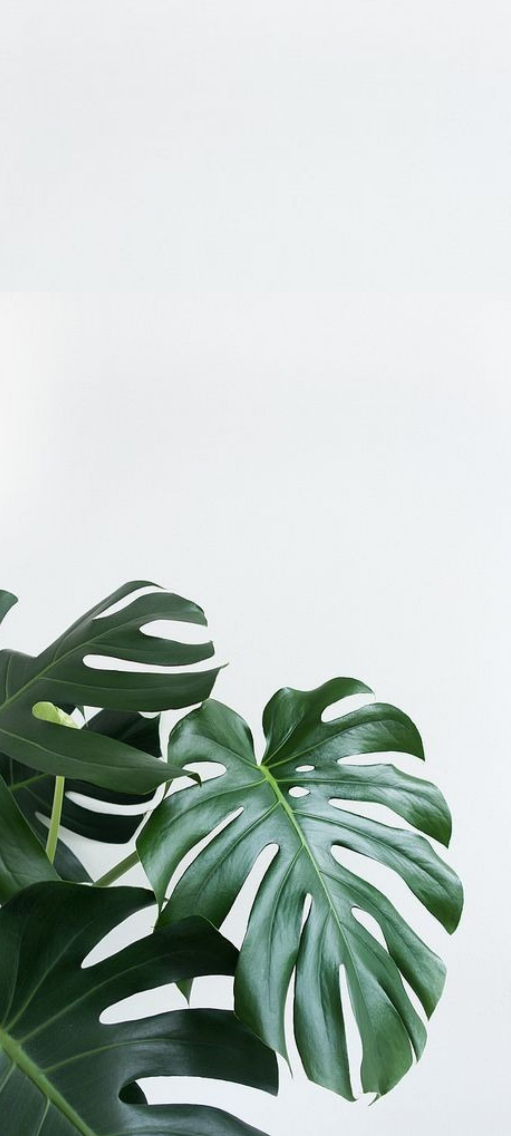 Foglie di monstera verde, 1728x3840 Full HD Verticale, iPhone