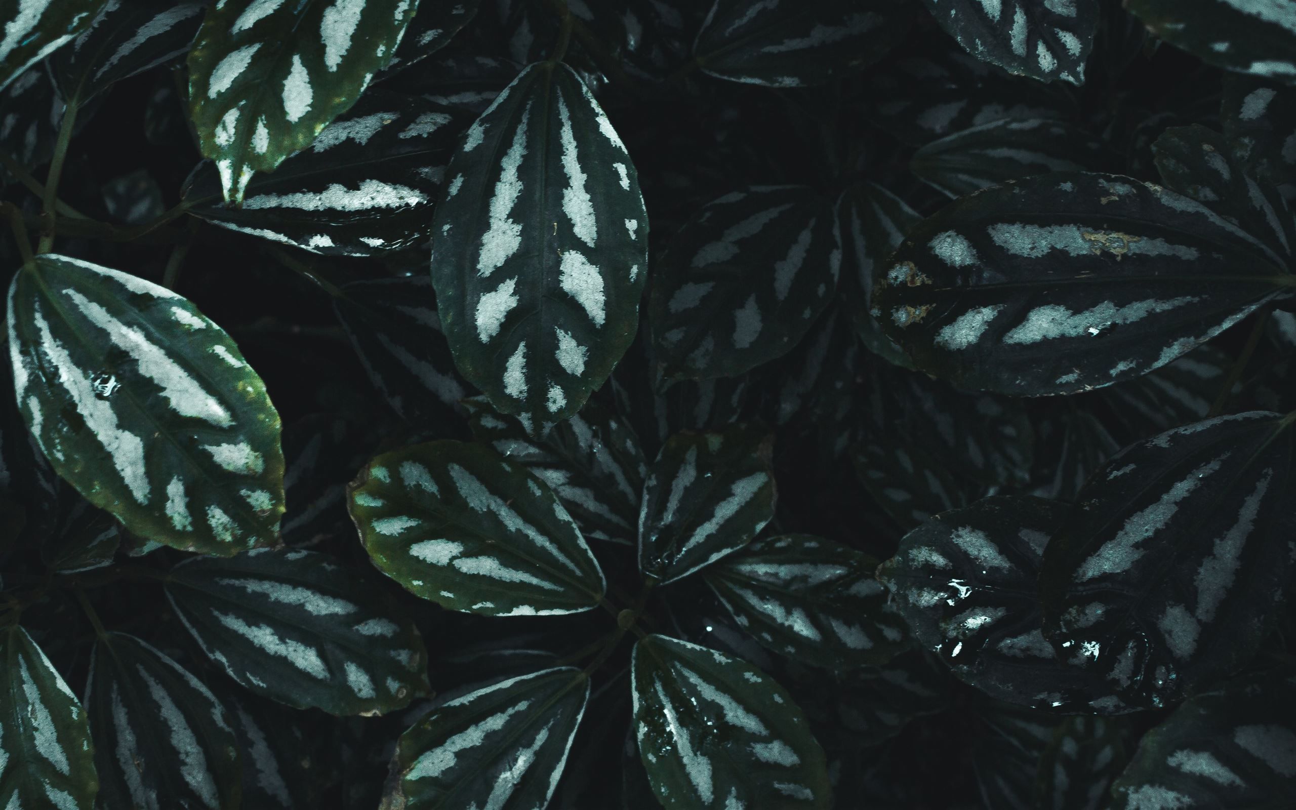 Foglie verdi striate scure, 2560x1600 2K+, PC