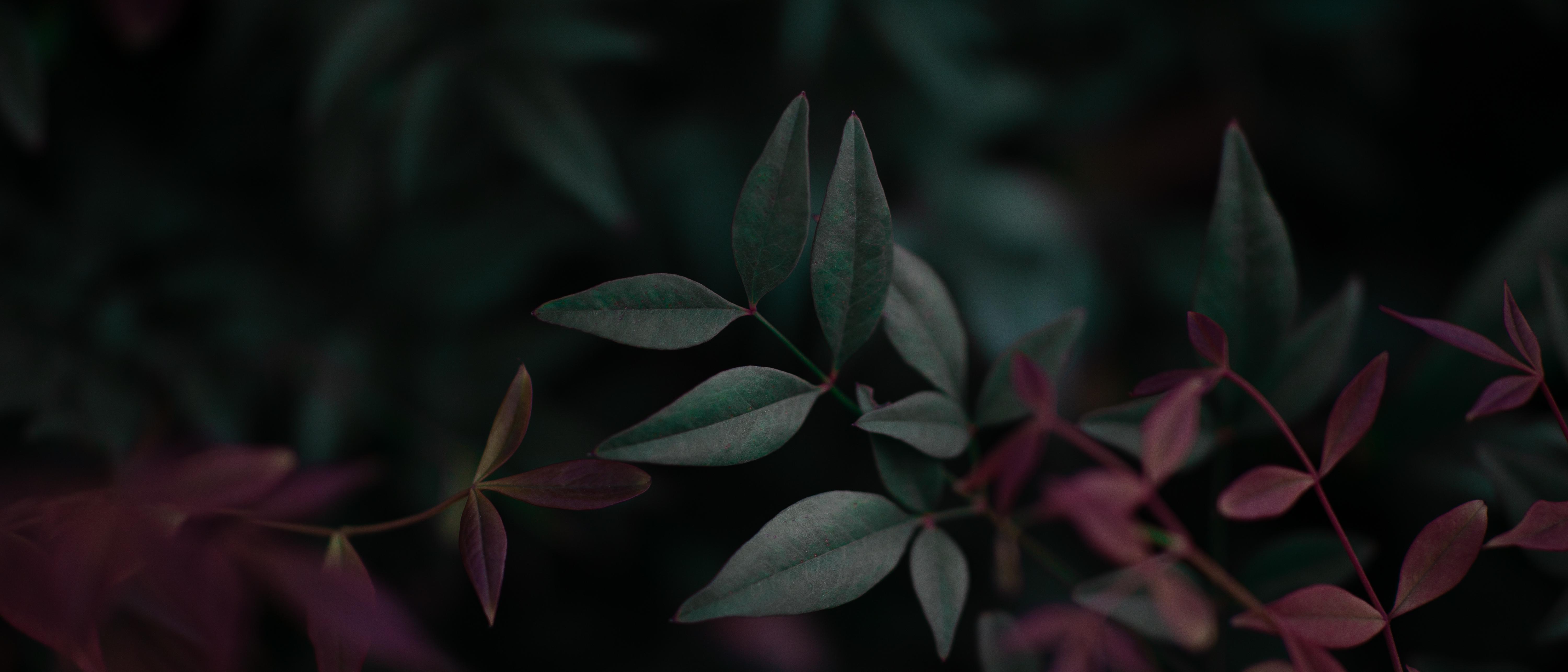 Foglie bambù sacro rosse verdi, 5999x2571 21:9, Ultrawide