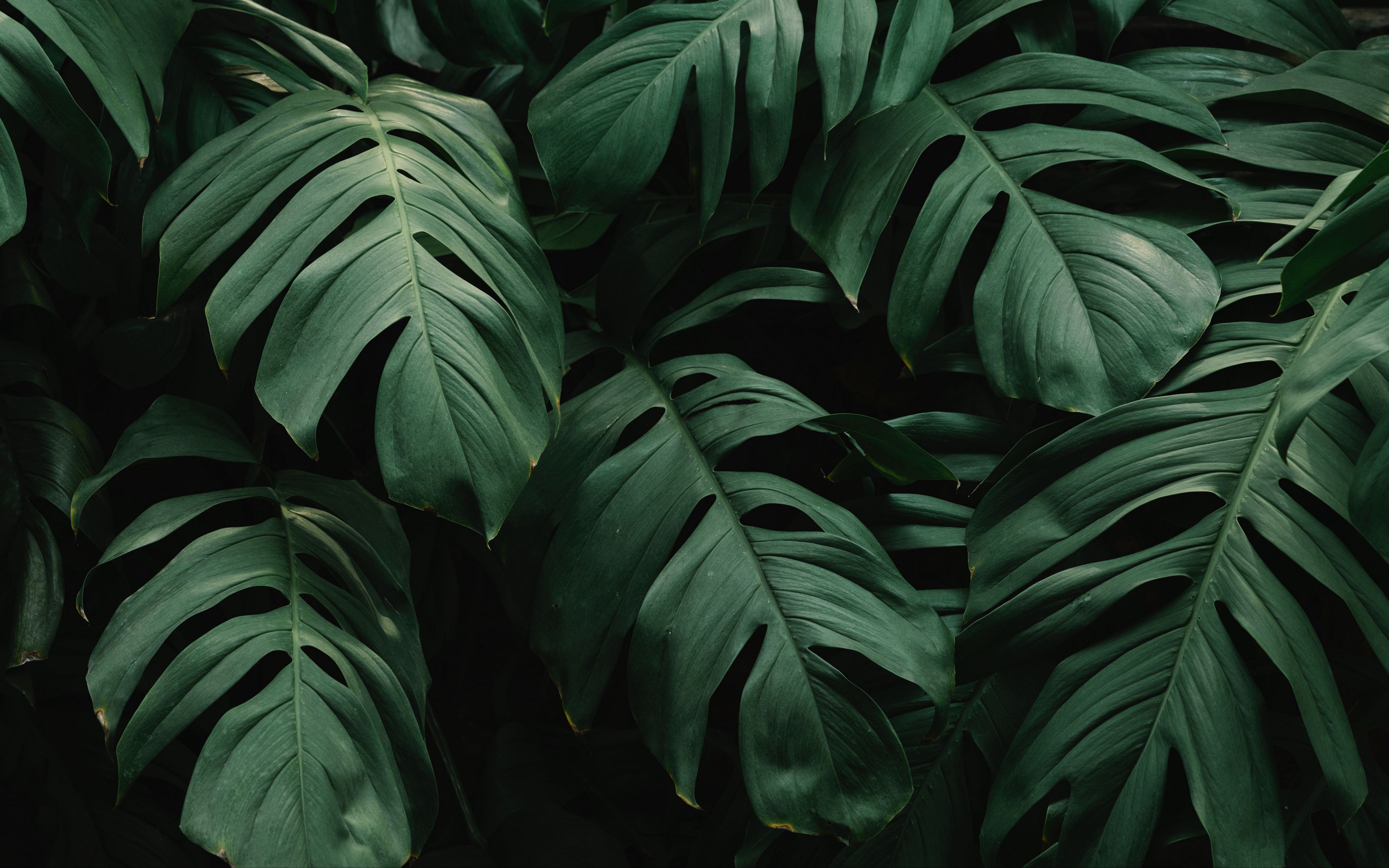 Foglie monstera verde scuro, 3840x2400 Ultra HD, 4K TV