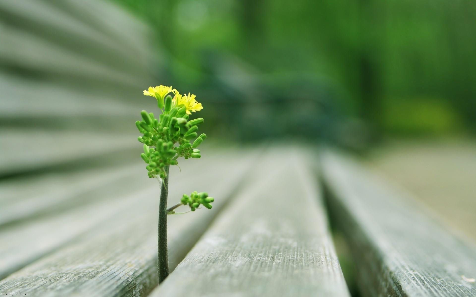 Fiore giallo panchina legno, 1920x1200 Full HD+, Desktop