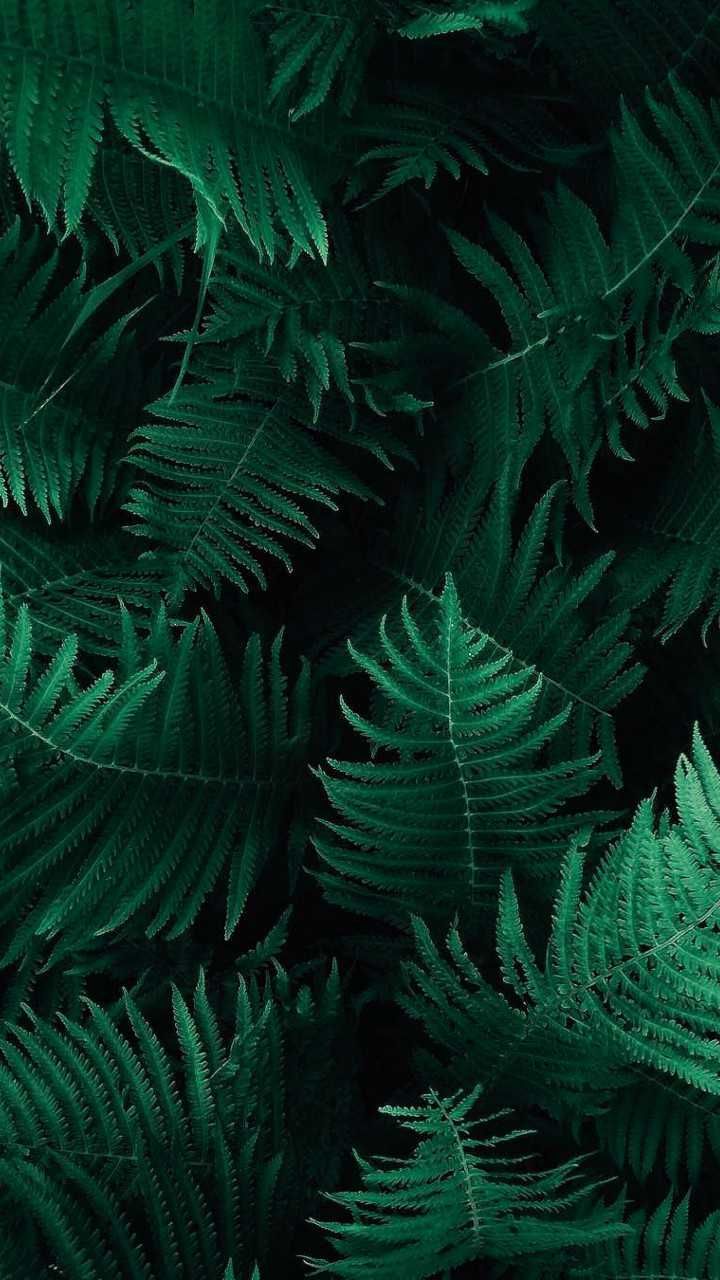 Foglie di felce verde scuro, 720x1280 Verticale, Telefono