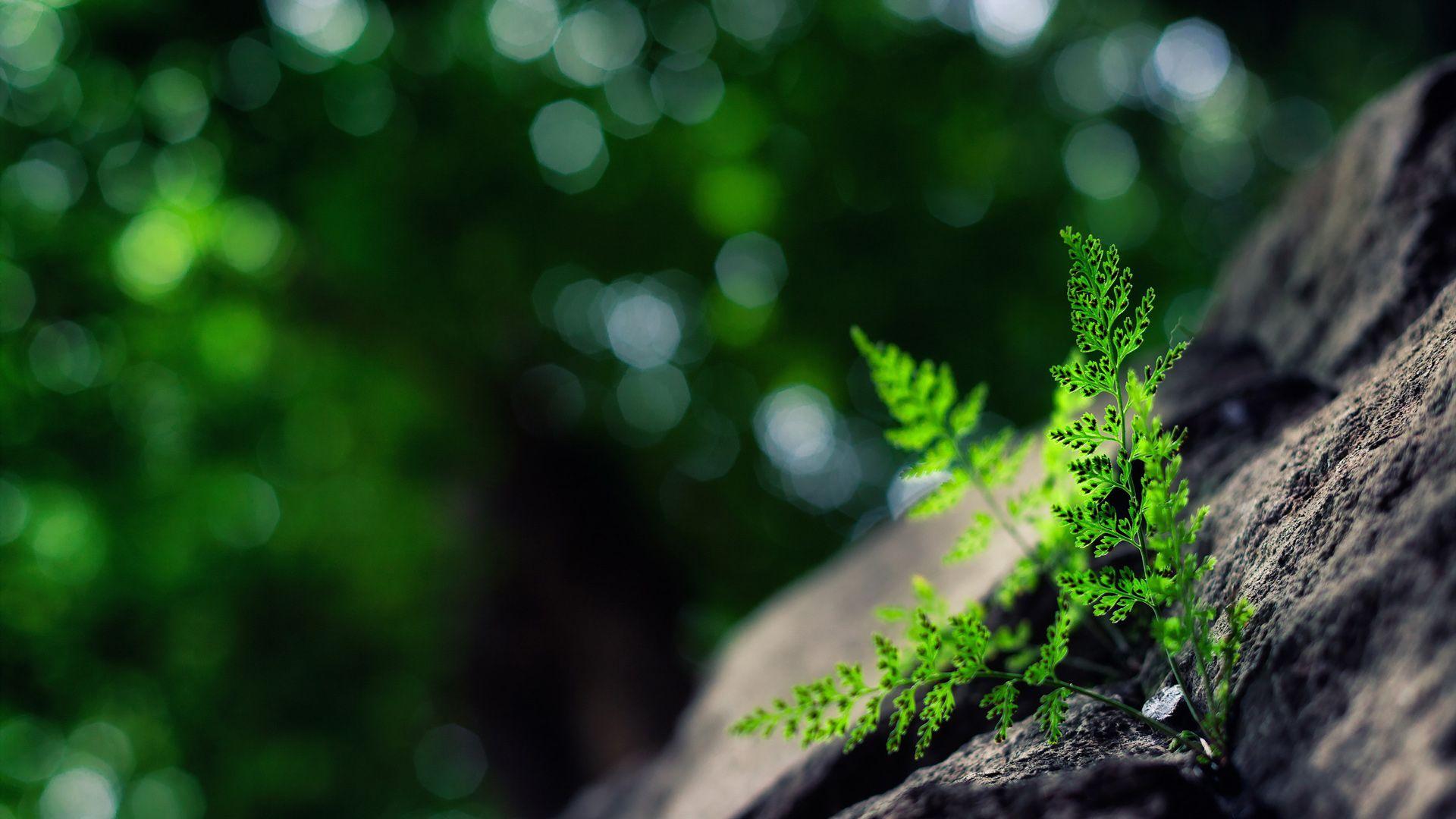 Felce verde su roccia, 1920x1080 1080p, Laptop