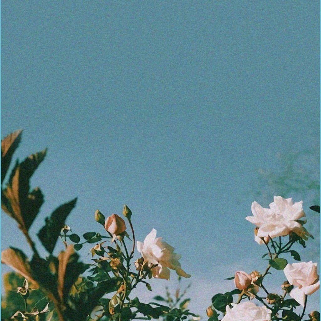 Rose bianche cielo azzurro, 1024x1024 HD, Desktop
