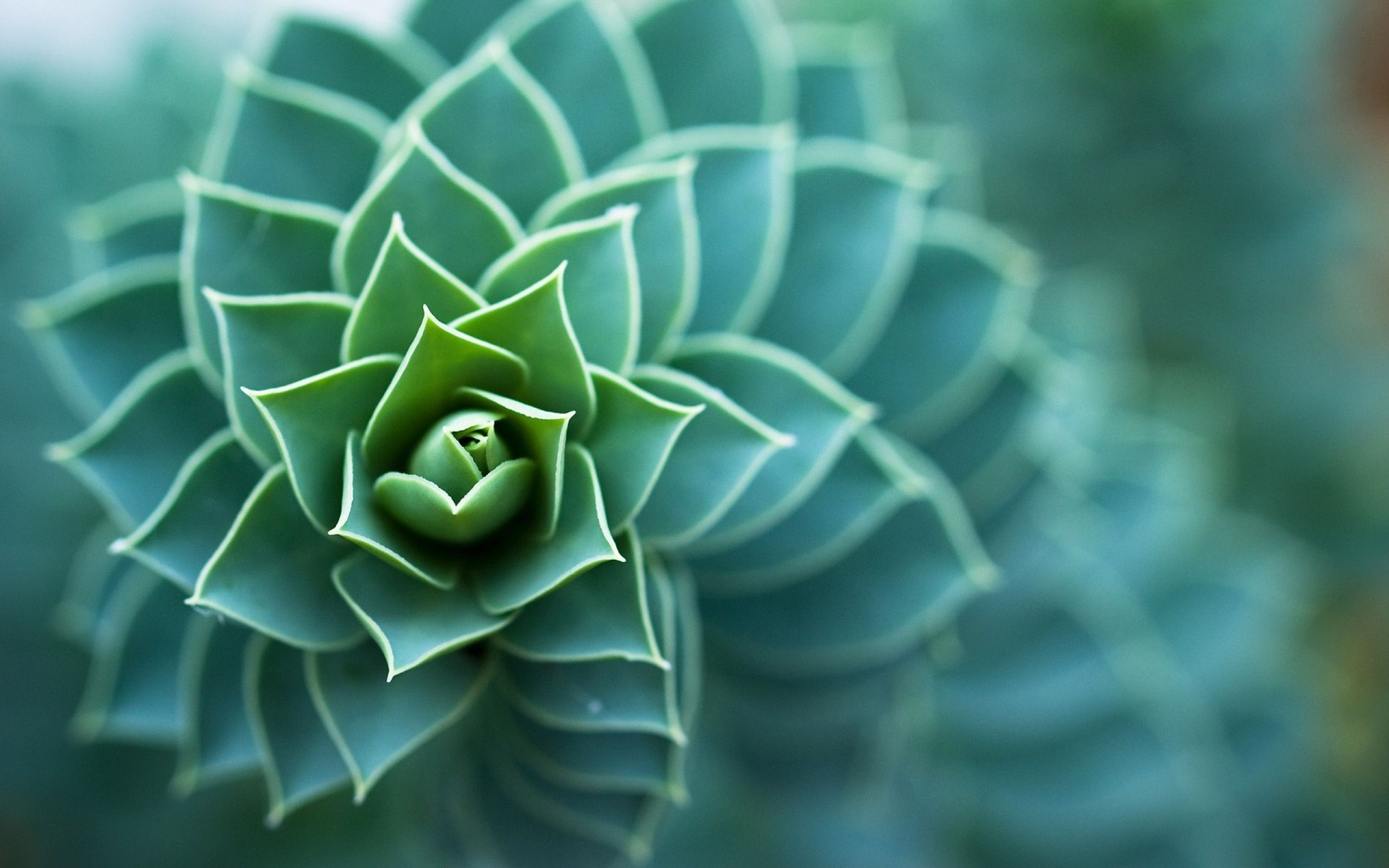 Pianta grassa spirale verde, 2560x1600 WQXGA, Laptop