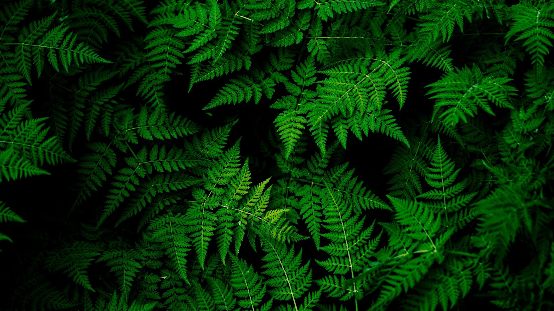 Foglie di felce verde scuro, 1920x1080 Full HD 1080p, Desktop