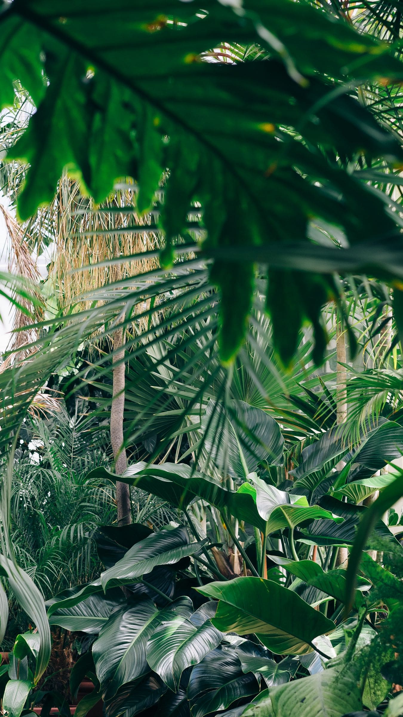 Foglie verdi tropicali fitte, 1350x2400 Full HD Verticale, iPhone
