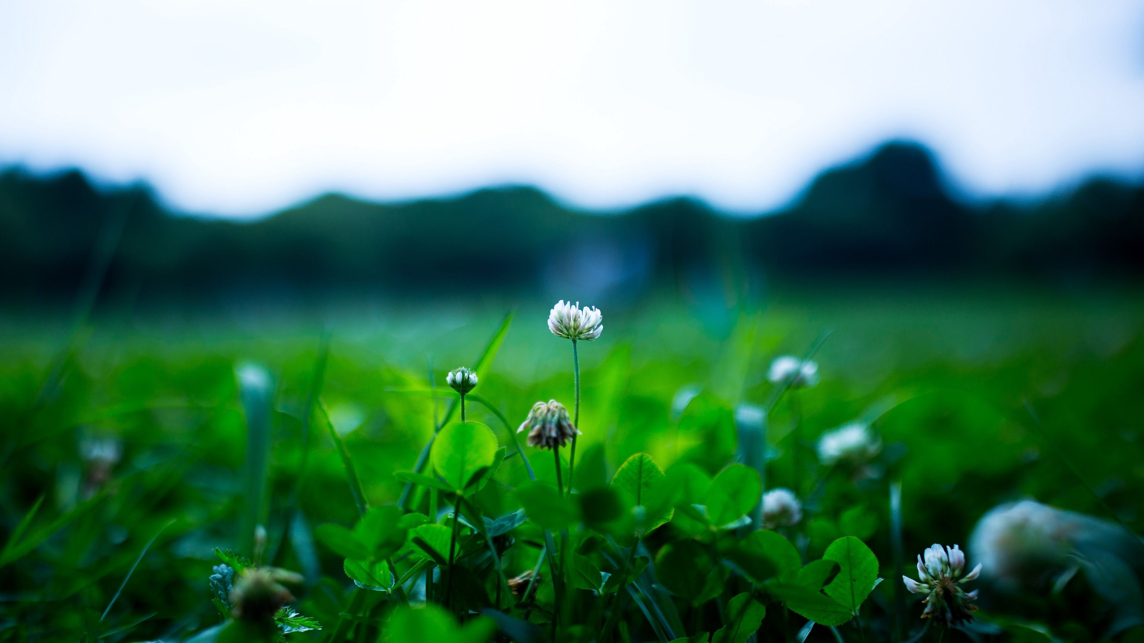 Trifoglio con fiori bianchi, 3840x2160 4K, Monitor 4K