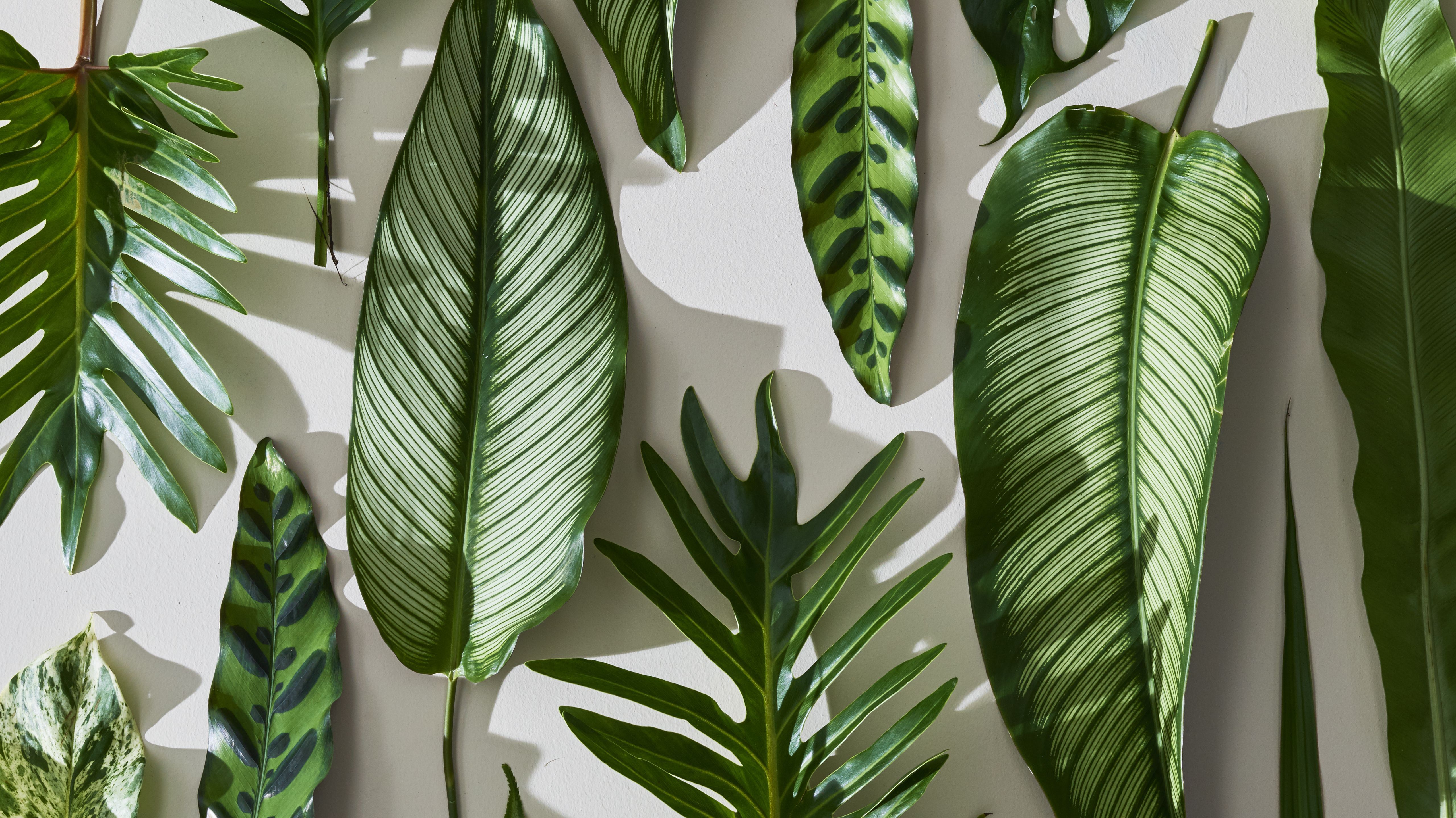 Foglie verdi tropicali su parete, 5120x2880 Ultra HD, 4K TV