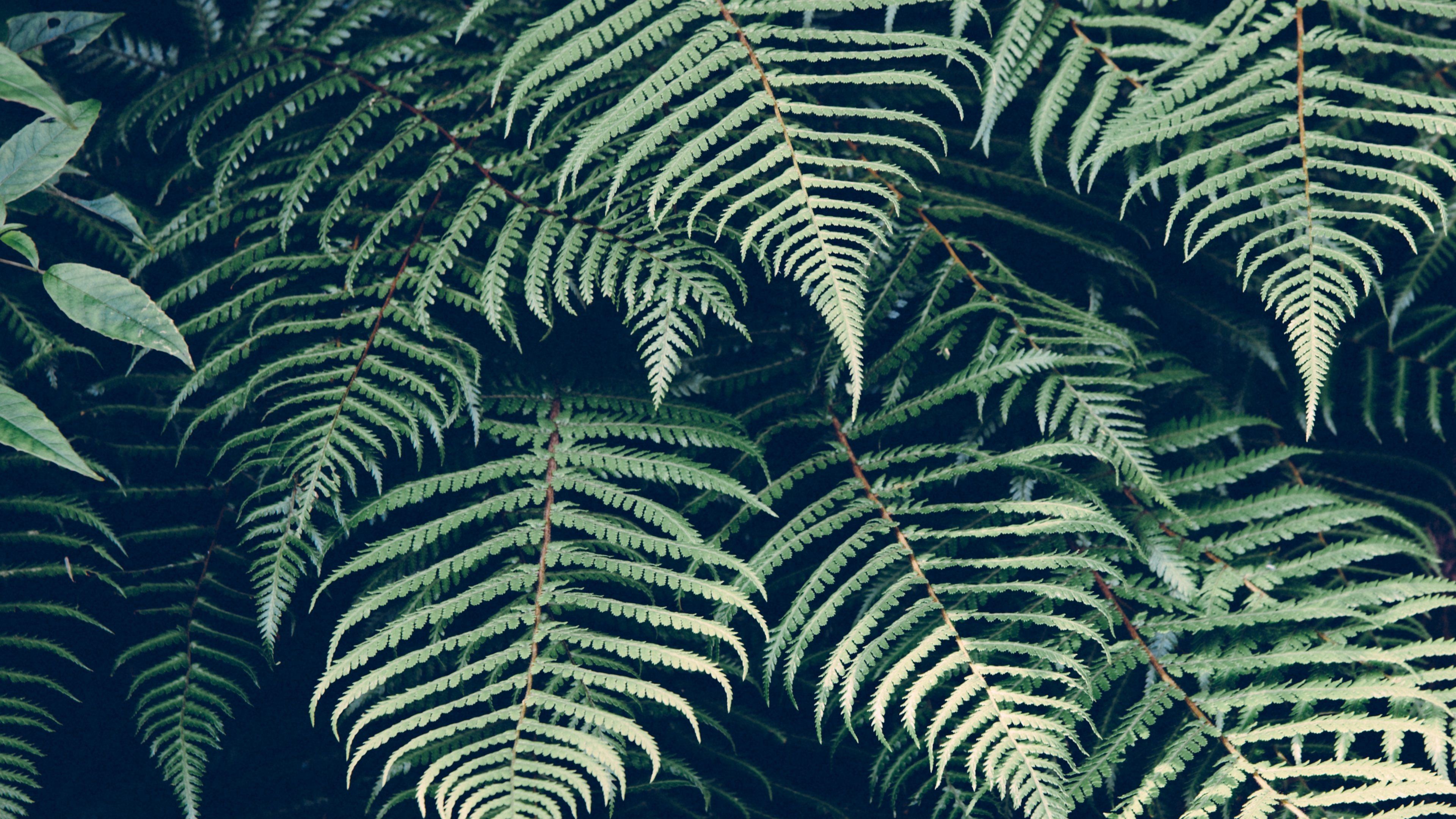 Foglie di felce verde scuro, 3840x2160 Ultra HD, 4K TV