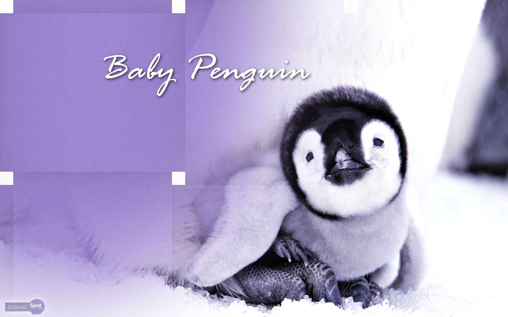 Cucciolo di pinguino viola, 1920x1200 Full HD+ WUXGA, PC