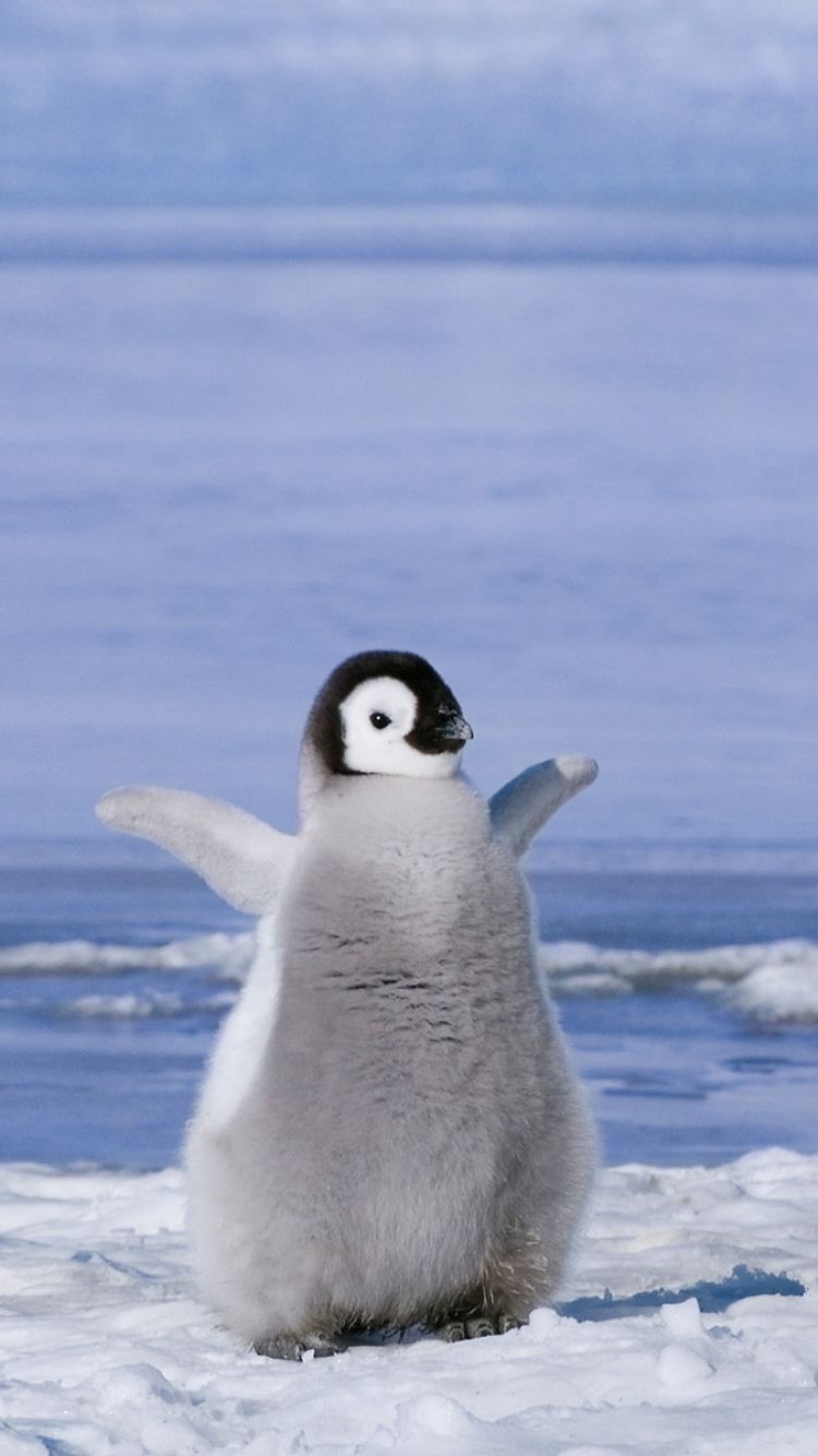 Pulcino pinguino imperatore neve, 750x1334 Full HD Verticale, iPhone