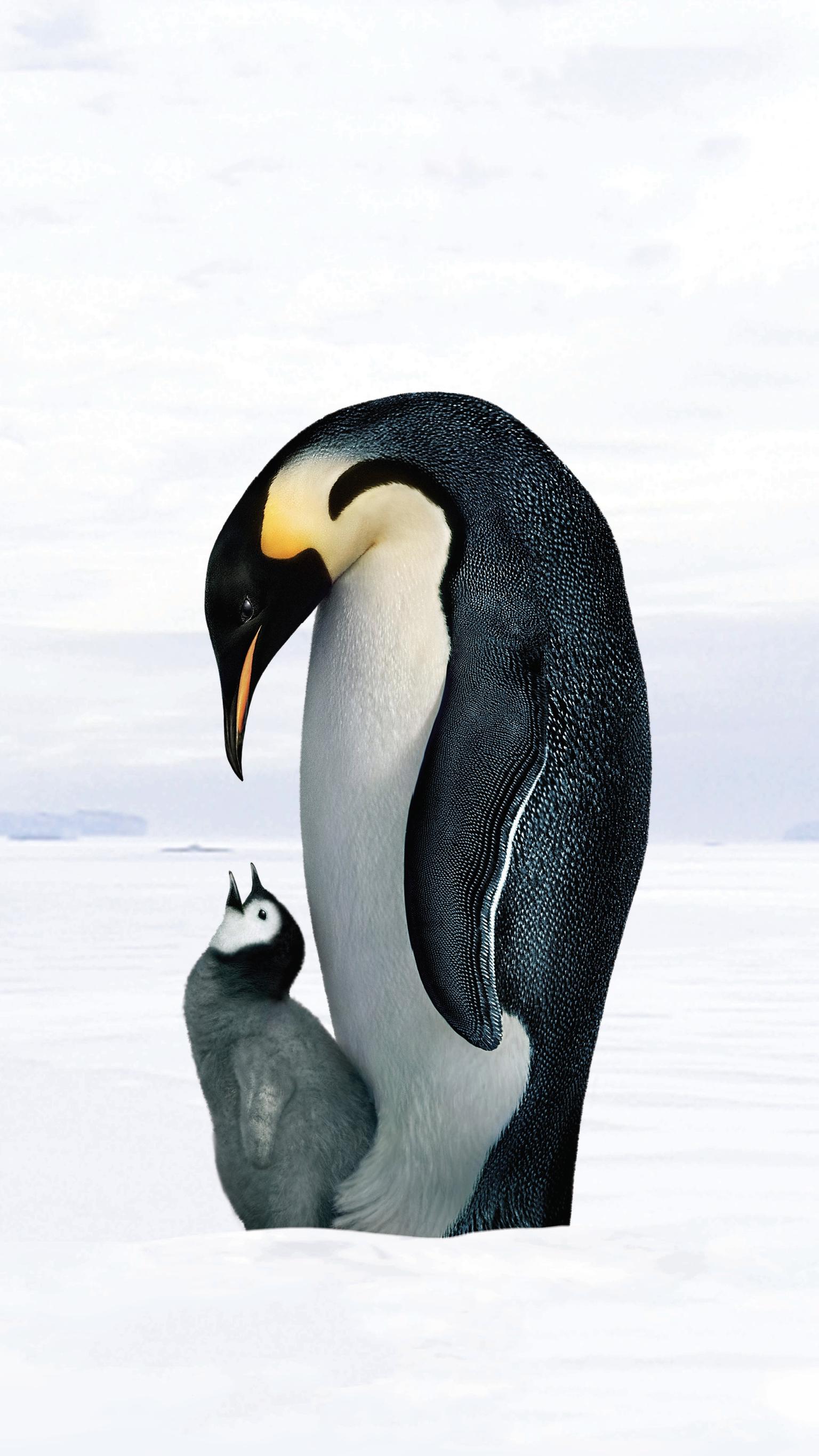 Pinguino imperatore con cucciolo, 1536x2732 Full HD Verticale, iPhone