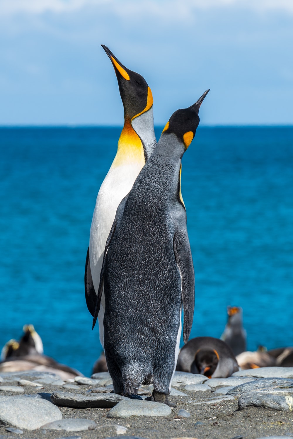 Due pinguini reali sulla spiaggia, 1000x1498 Verticale, Telefono