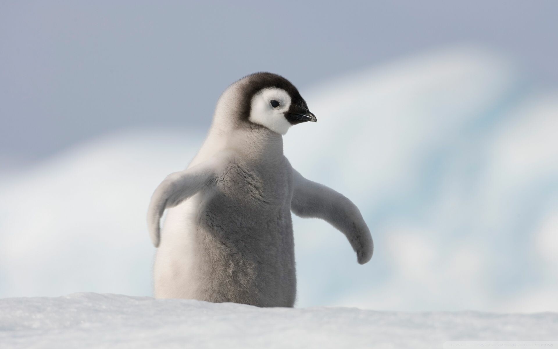 Pinguino imperatore piccolo sulla neve, 1920x1200 Full HD+ WUXGA, PC