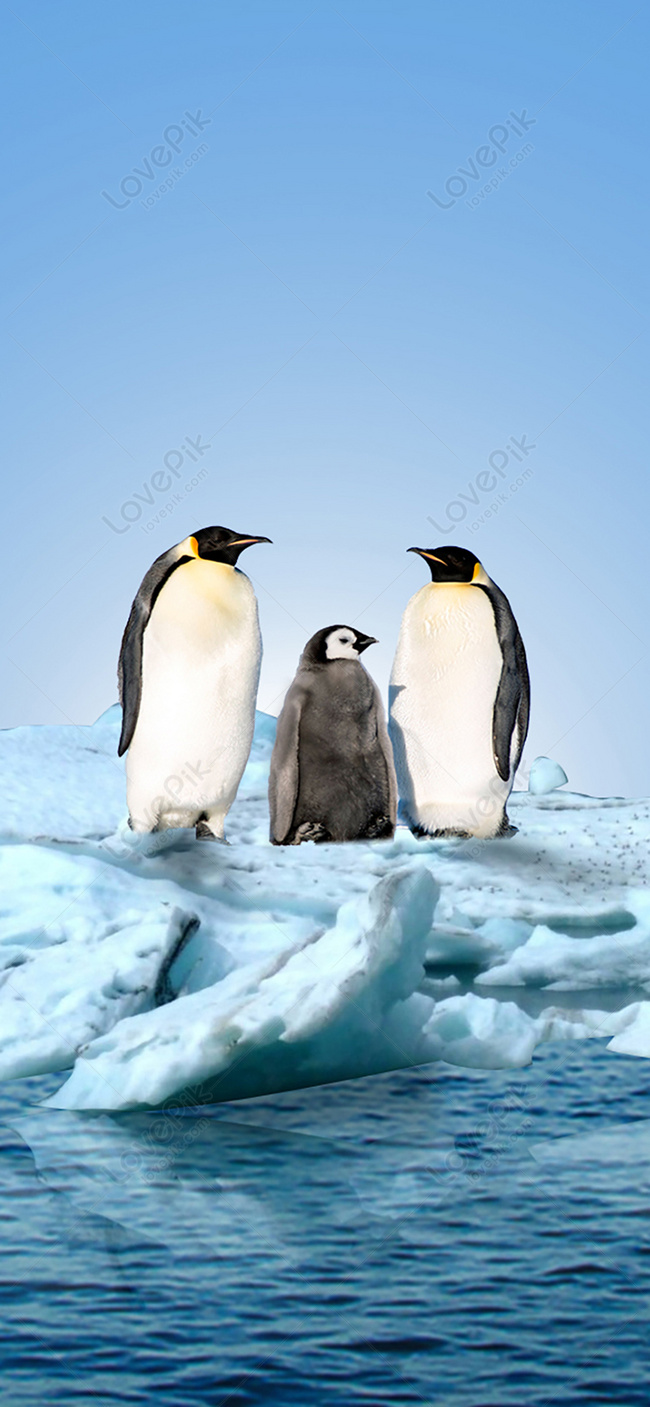 Pinguini imperatore su iceberg, 650x1407 Full HD Verticale, Smartphone