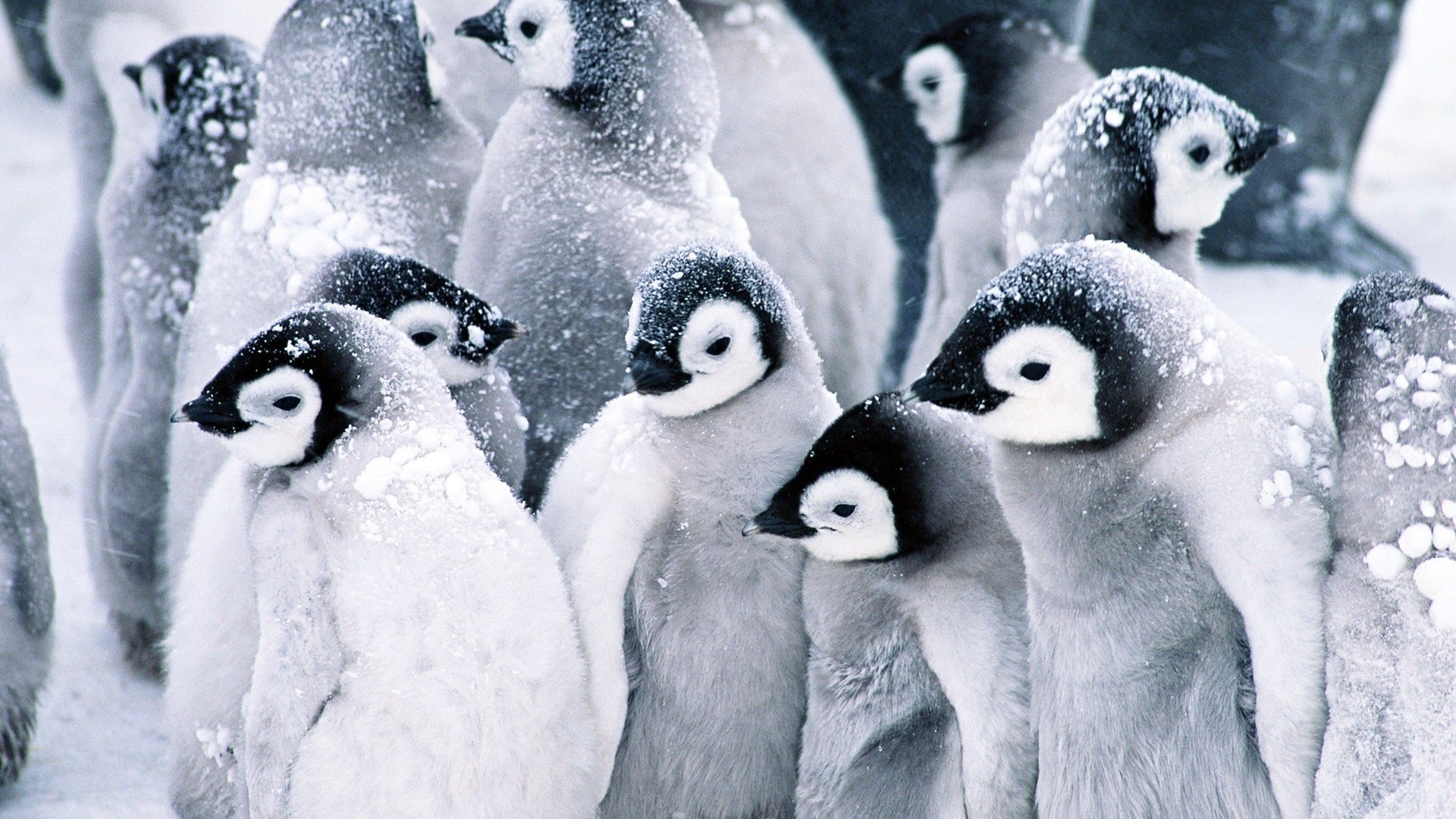 Pulcini di pinguino nella neve, 1920x1080 Full HD, Desktop