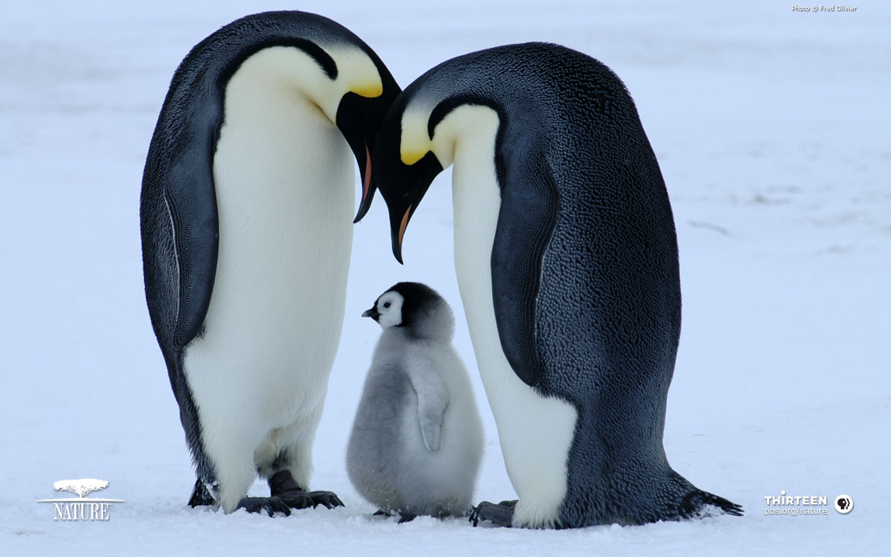 Famiglia di pinguini imperatore, 1280x800 720p, PC