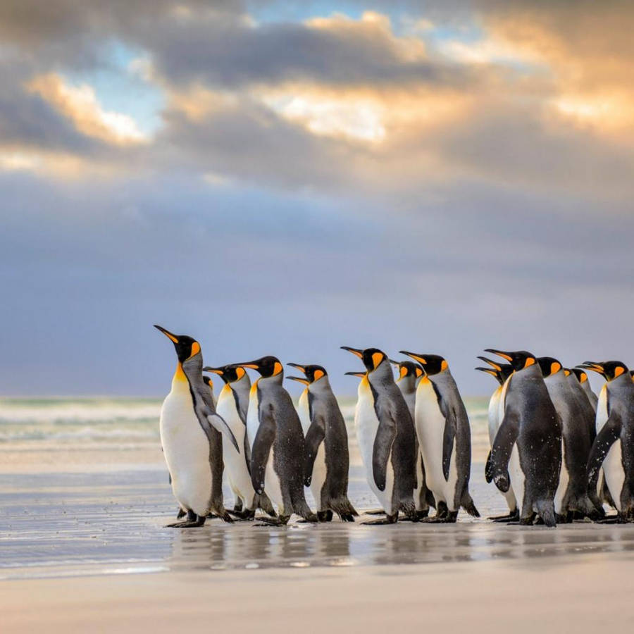 Gruppo pinguini reali sulla spiaggia, 900x900 HD, Desktop