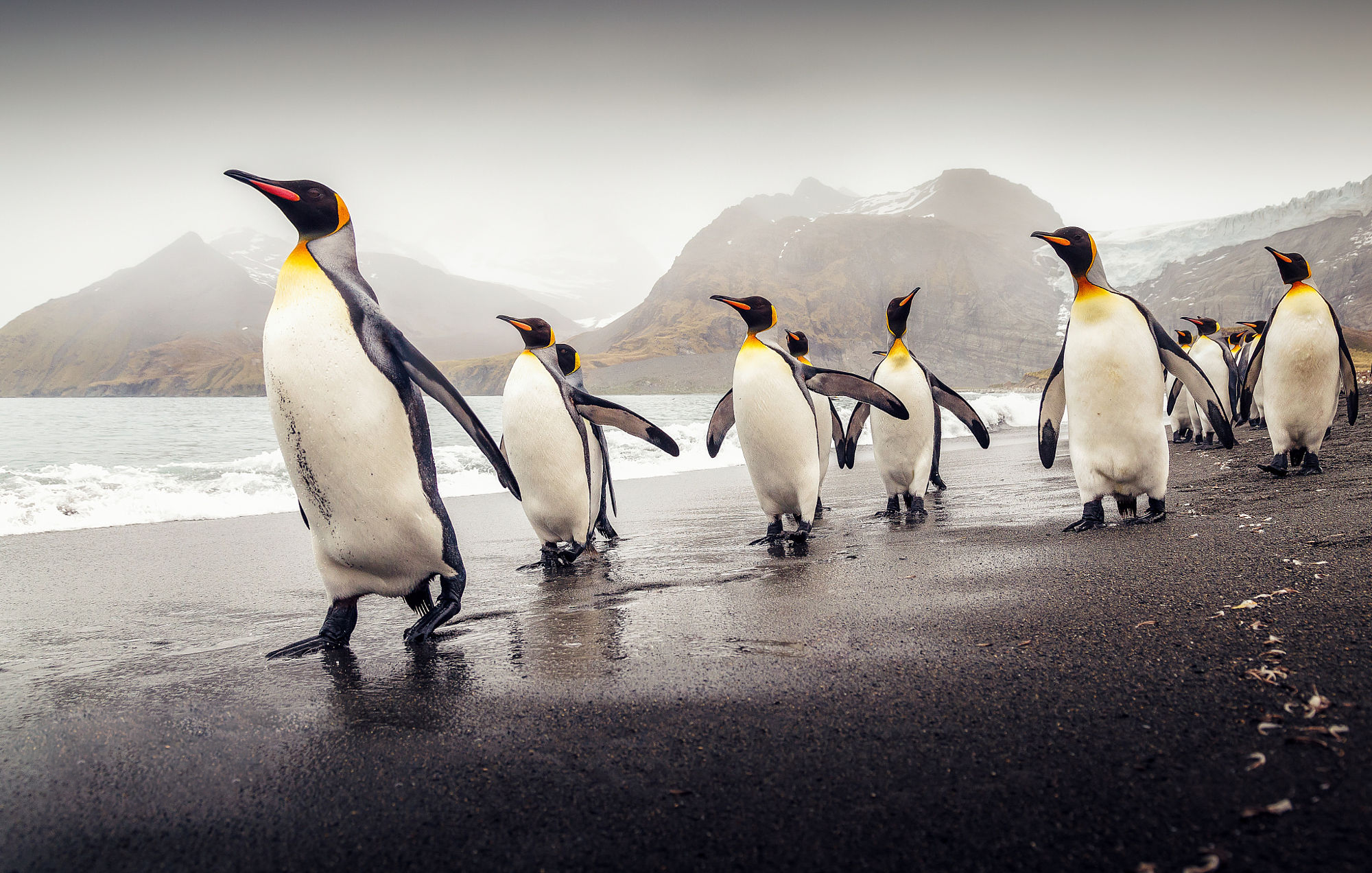 Pinguini reali su spiaggia, 2000x1272 Hi-Res, Desktop