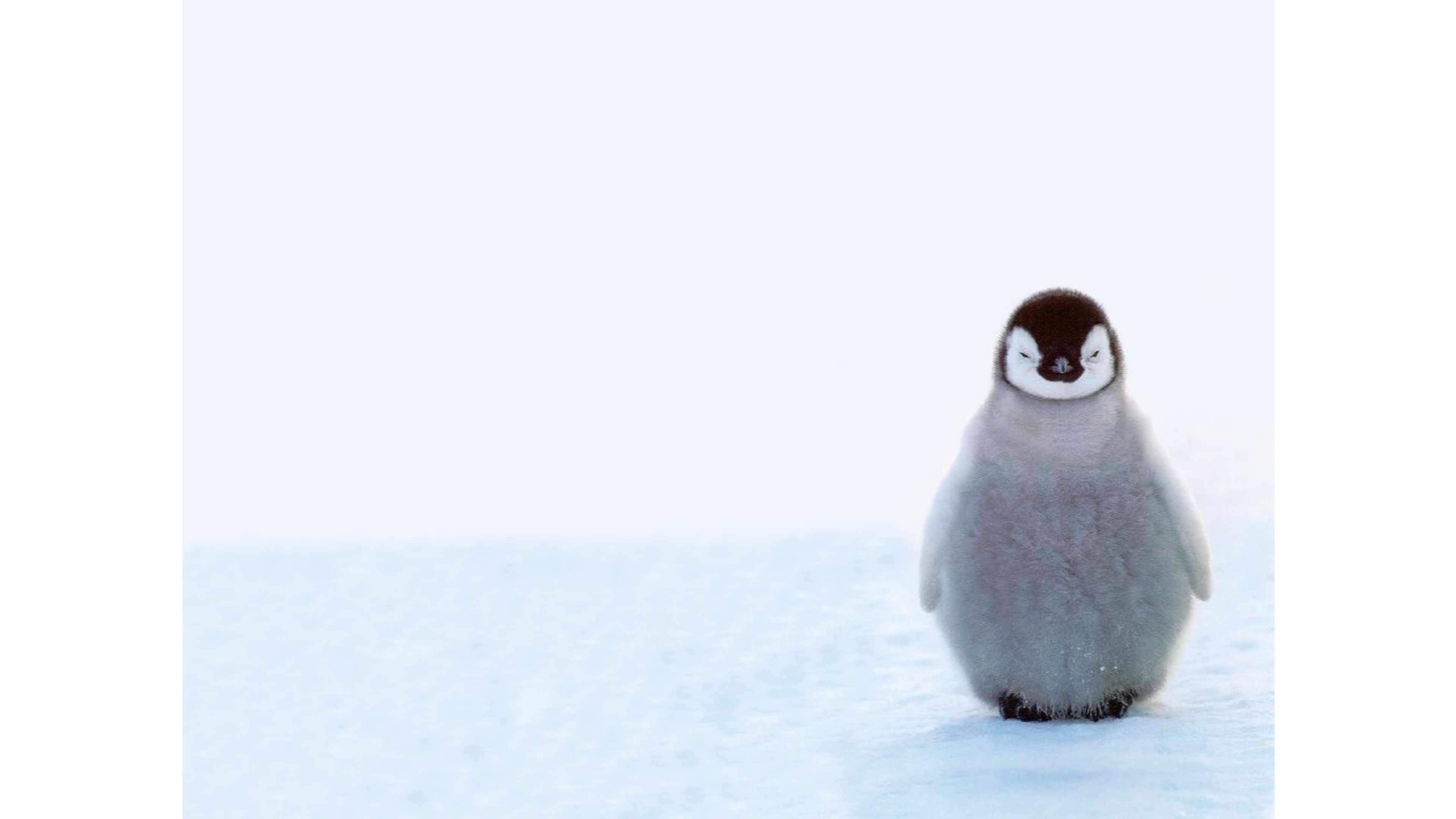 Pinguino imperatore cucciolo neve, 3840x2160 Ultra HD, 4K TV