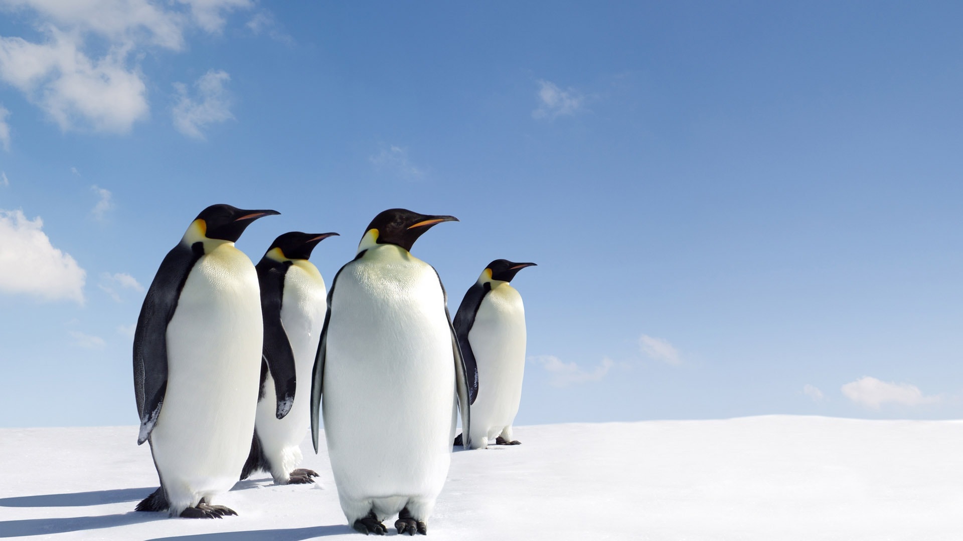 Pinguini imperatore sulla neve, 1920x1080 Full HD, Desktop