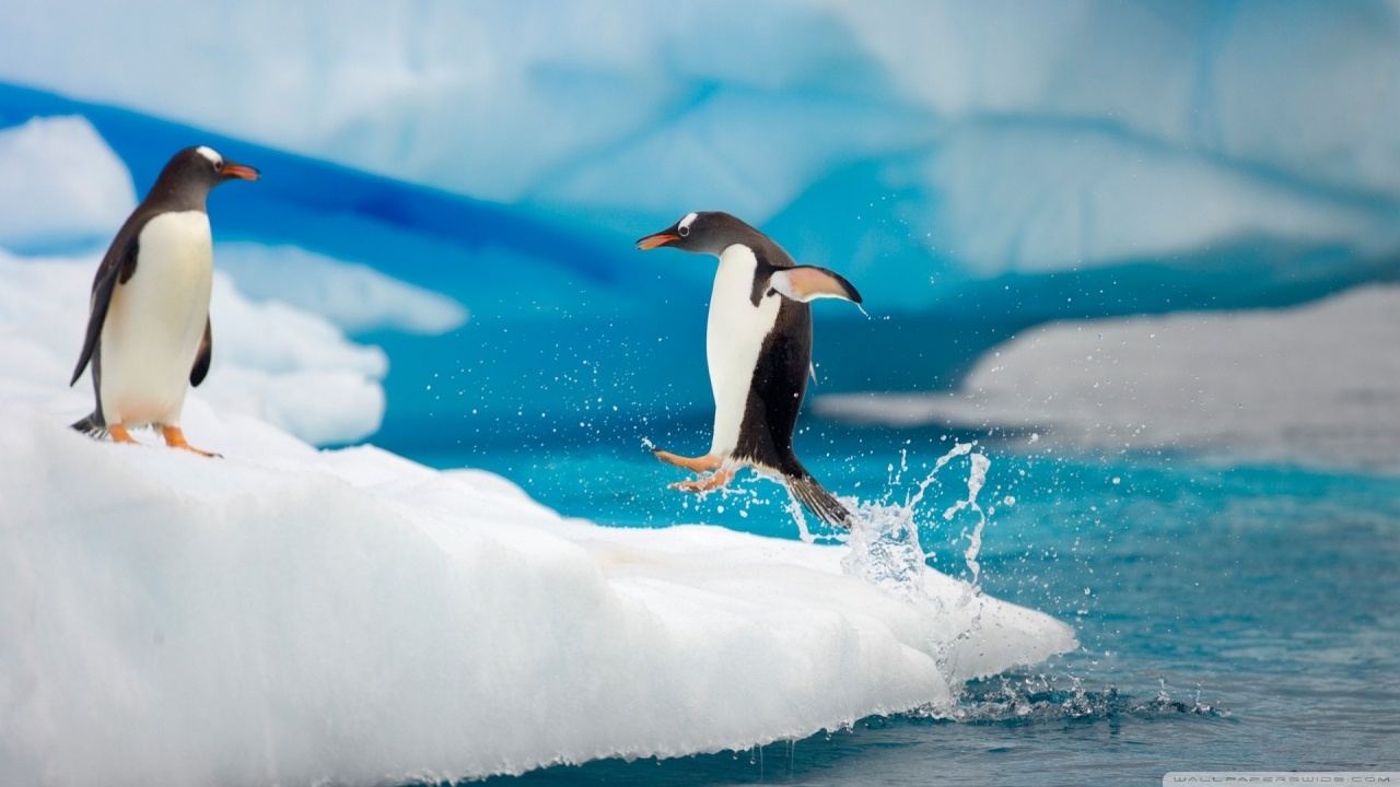 Pinguini che saltano sul ghiaccio, 1280x720 HD, Desktop