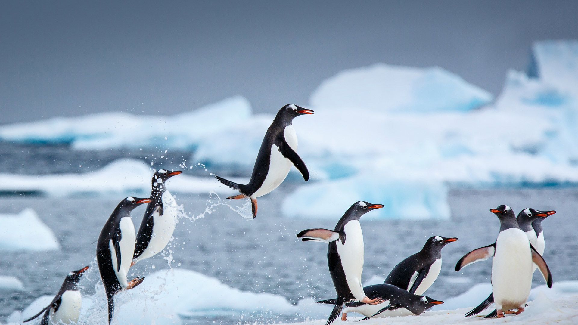 Pinguini che saltano sul ghiaccio, 1920x1080 Full HD, Laptop