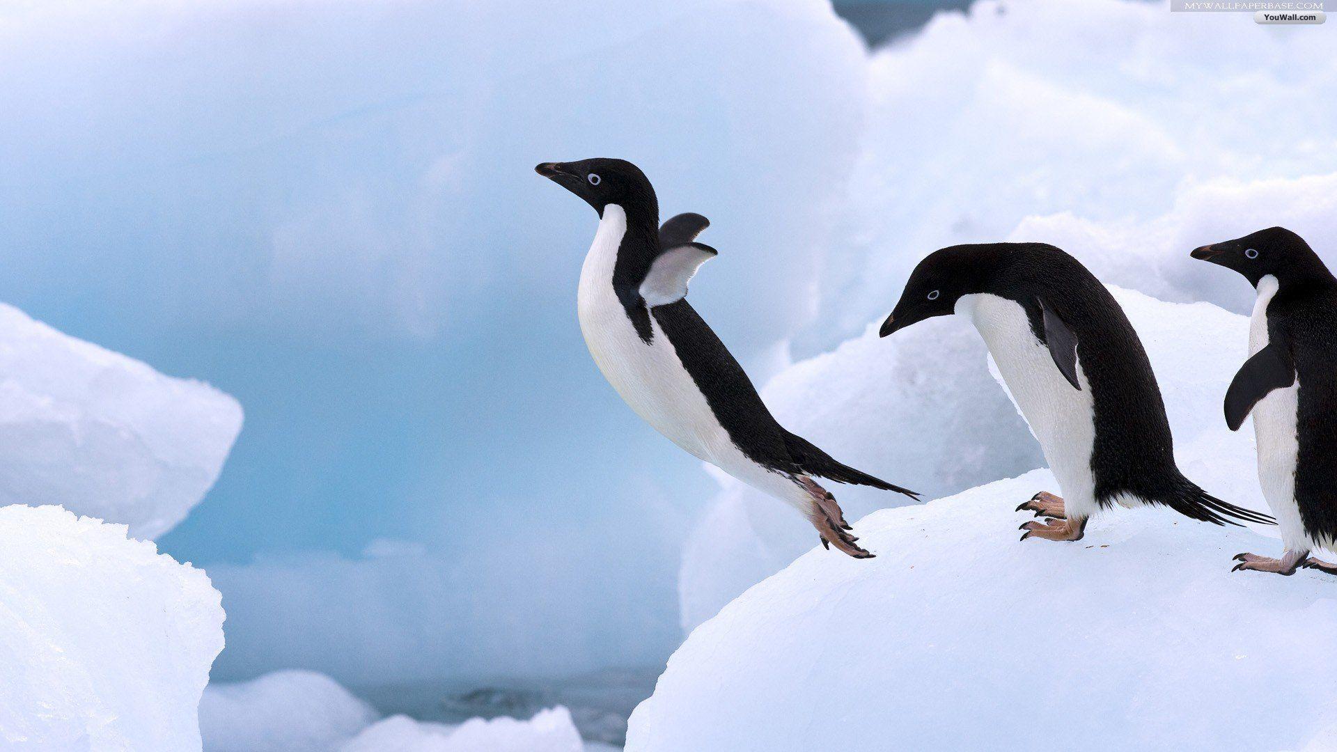 Pinguini su iceberg ghiacciato, 1920x1080 1080p, Laptop