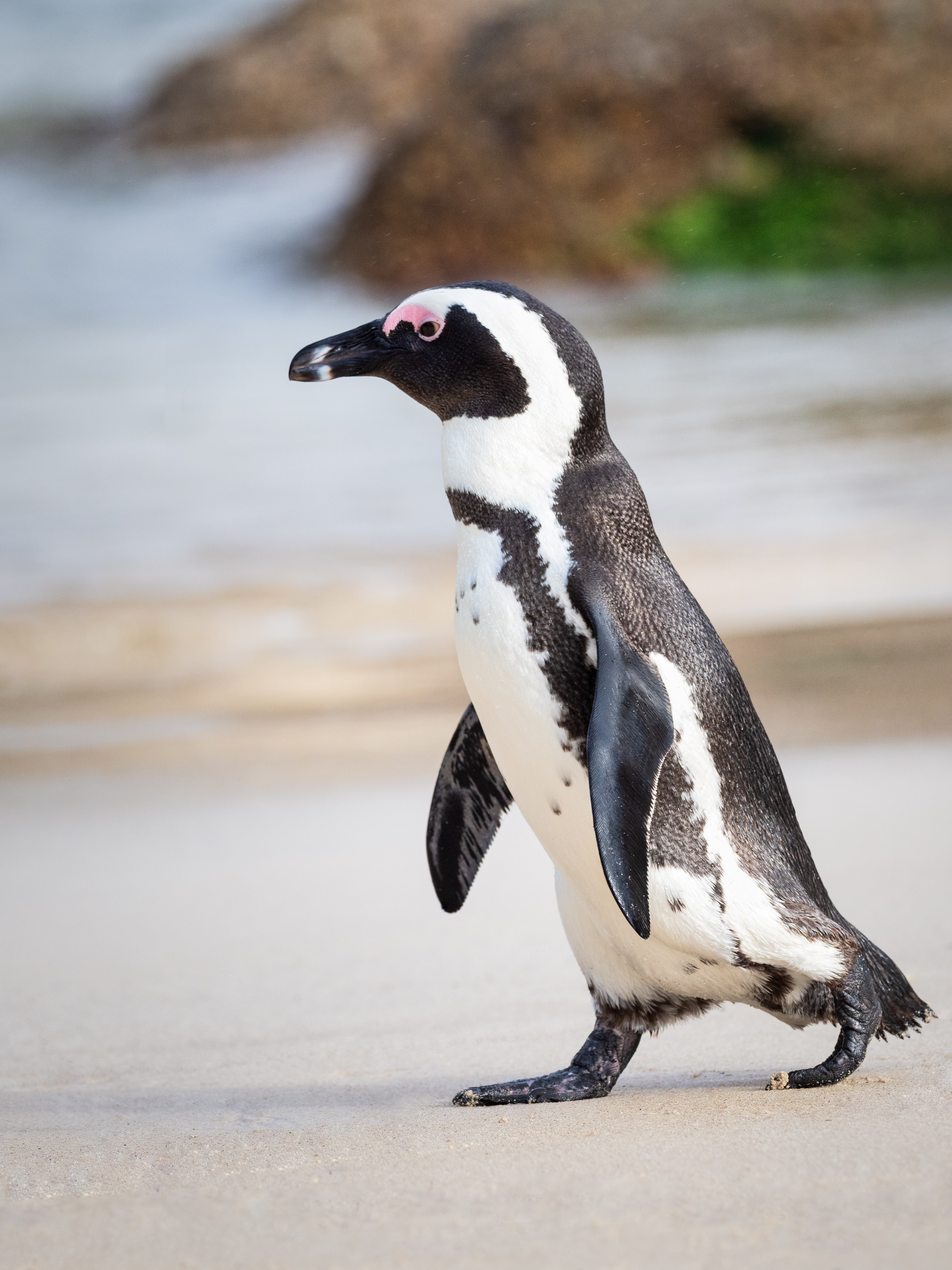 Pinguino africano sulla spiaggia, 3888x5184 Full HD Verticale, iPhone