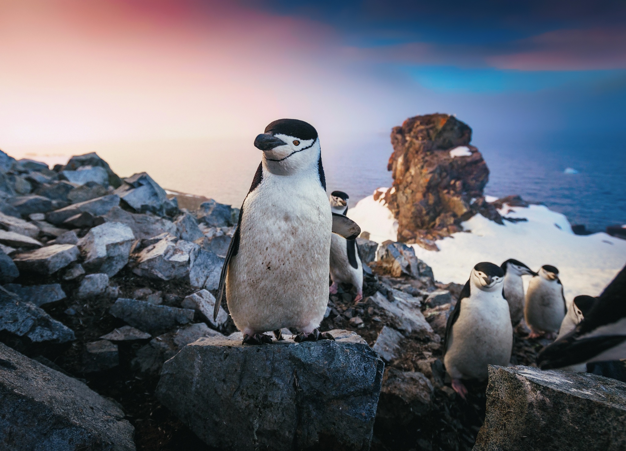 Pinguini dal sottogola su rocce, 2048x1478 Hi-Res, Laptop
