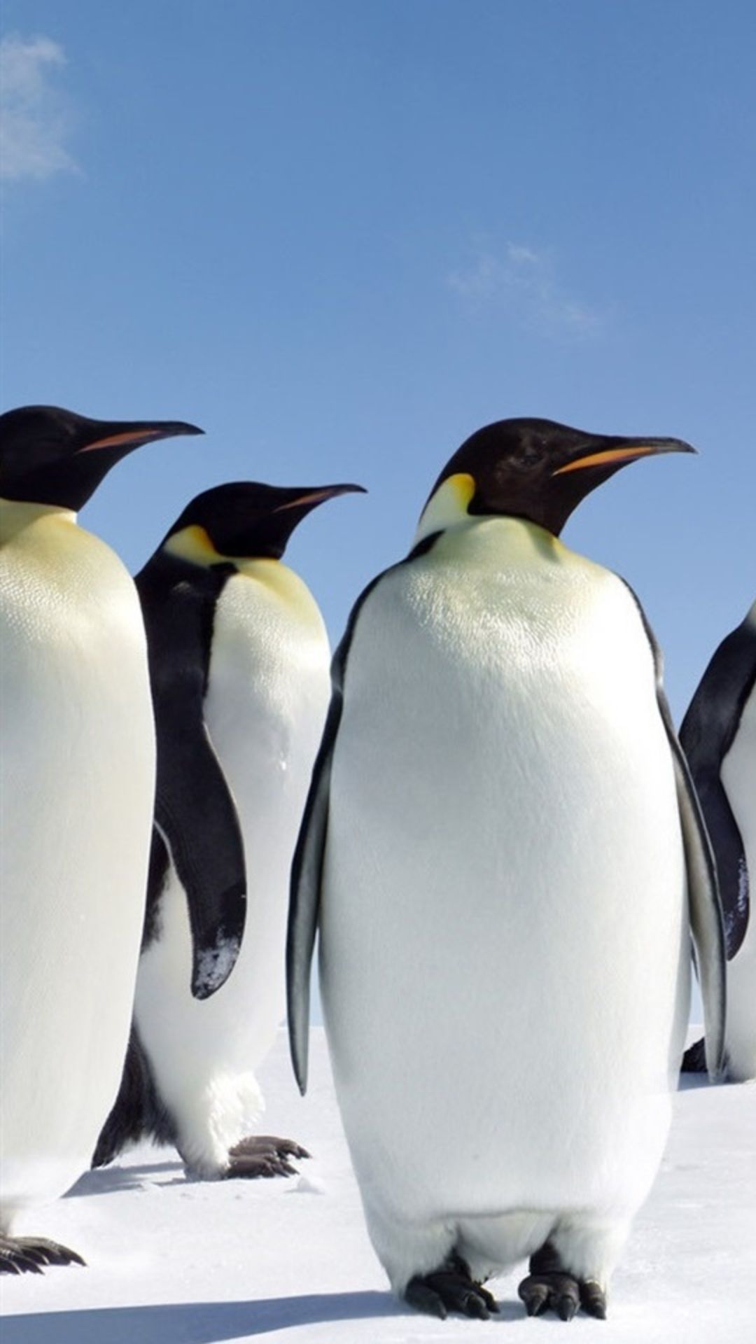 Pinguini imperatore sulla neve, 1080x1920 Verticale, Telefono