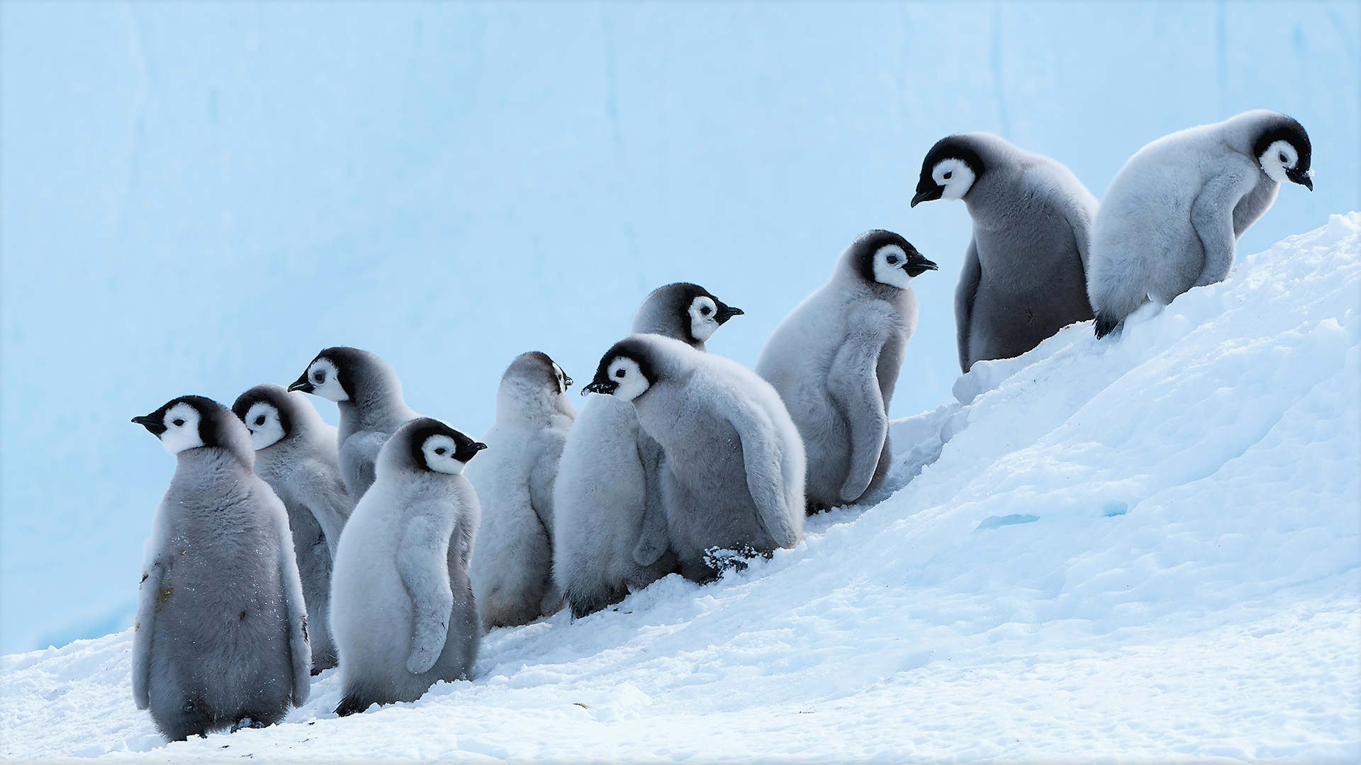 Cuccioli pinguino imperatore sulla neve, 1920x1080 1080p, Desktop