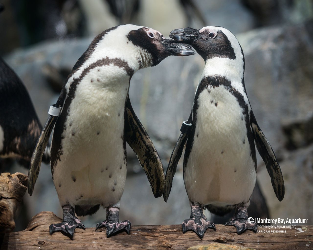 Due pinguini africani su ramo, 1280x1024 720p, Acer Nitro