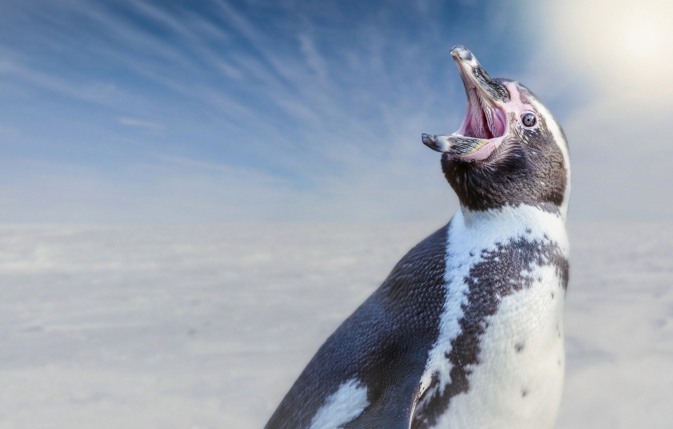 Pinguino di Humboldt che grida, 1332x850 HD, Desktop