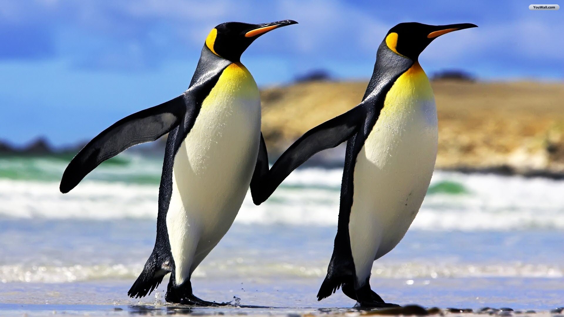 Due pinguini imperatore spiaggia, 1920x1080 1080p, PC