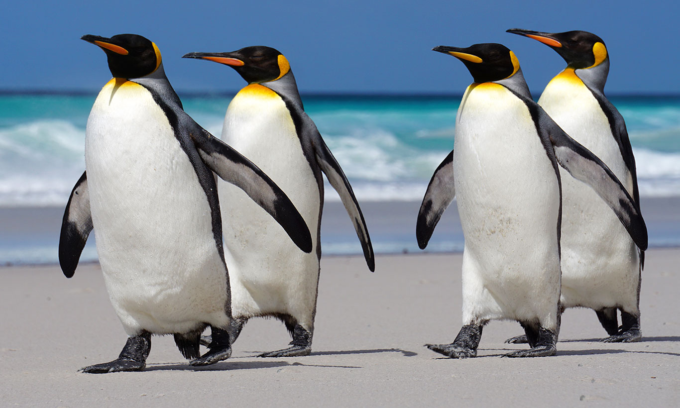 Pinguini reali sulla spiaggia, 1366x820 HD, Desktop