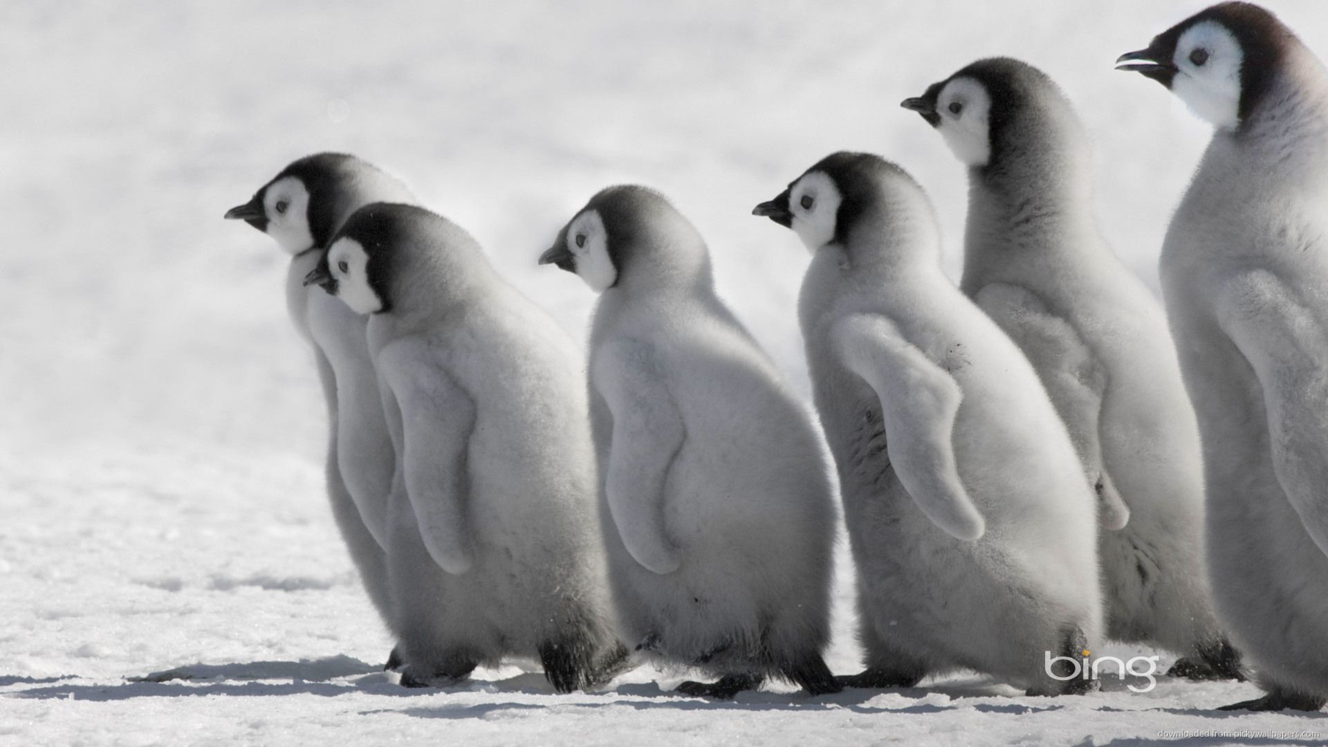 Gruppo di pulcini pinguino, 1920x1080 Full HD 1080p, Desktop