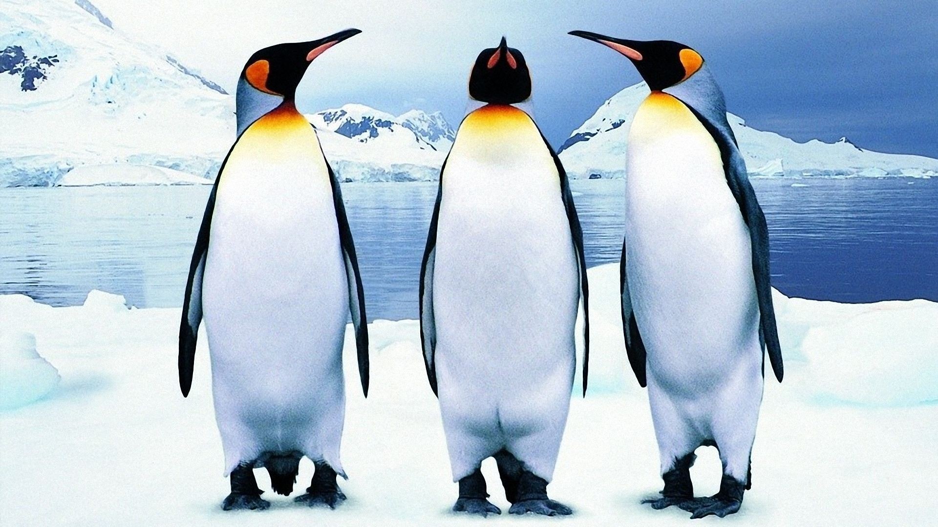 Tre pinguini imperatore sul ghiaccio, 1920x1080 1080p, PC Desktop