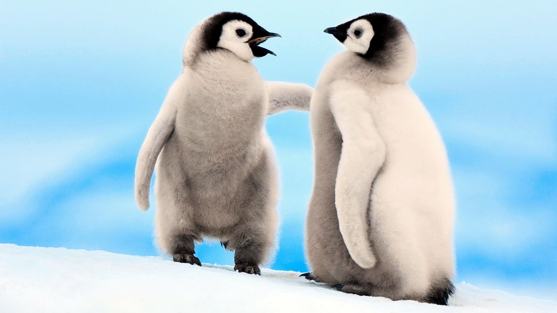 Due pulcini di pinguino imperatore, 1920x1080 Full HD 1080p, Laptop