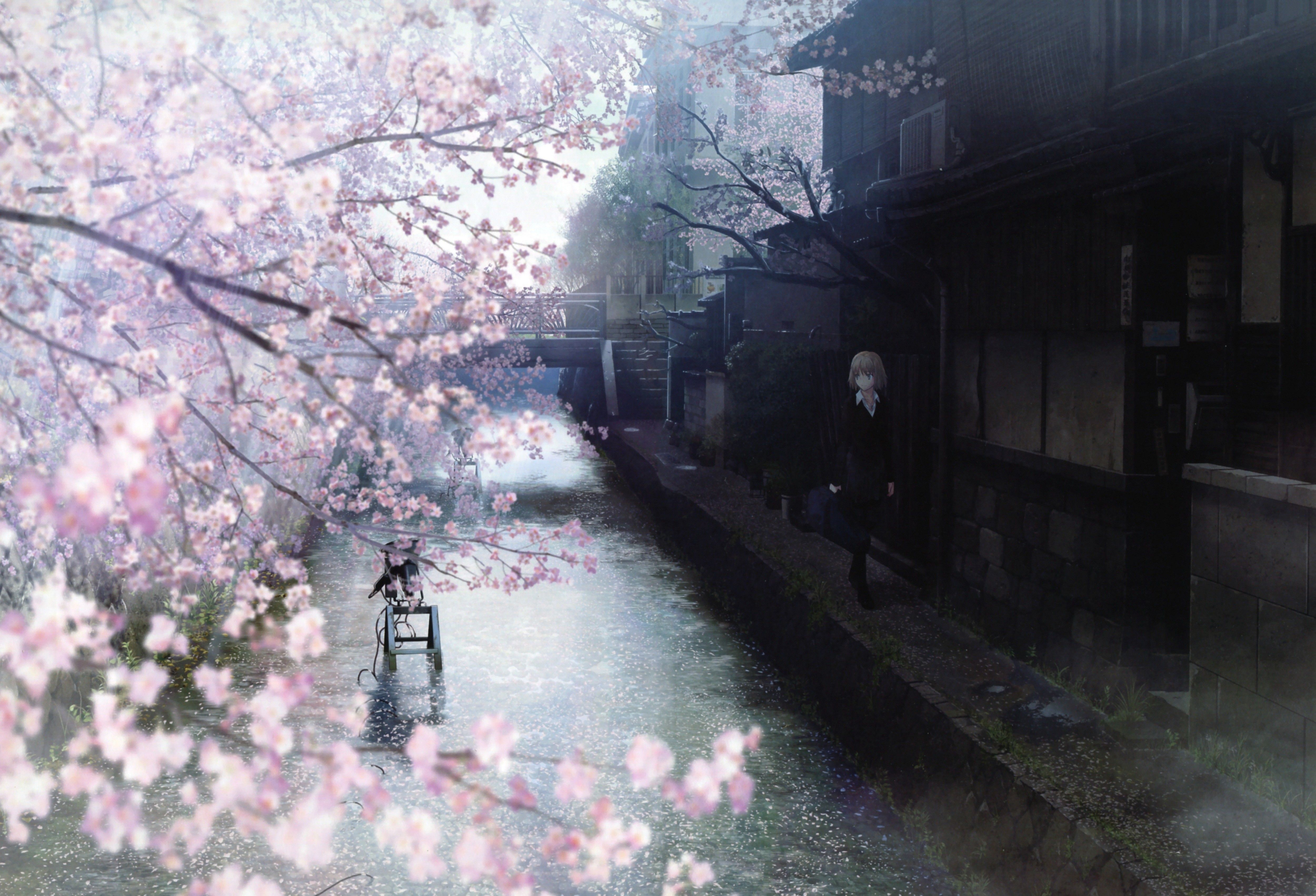Canale giapponese con ciliegi in fiore, 5000x3403 Ultra HD, 4K TV