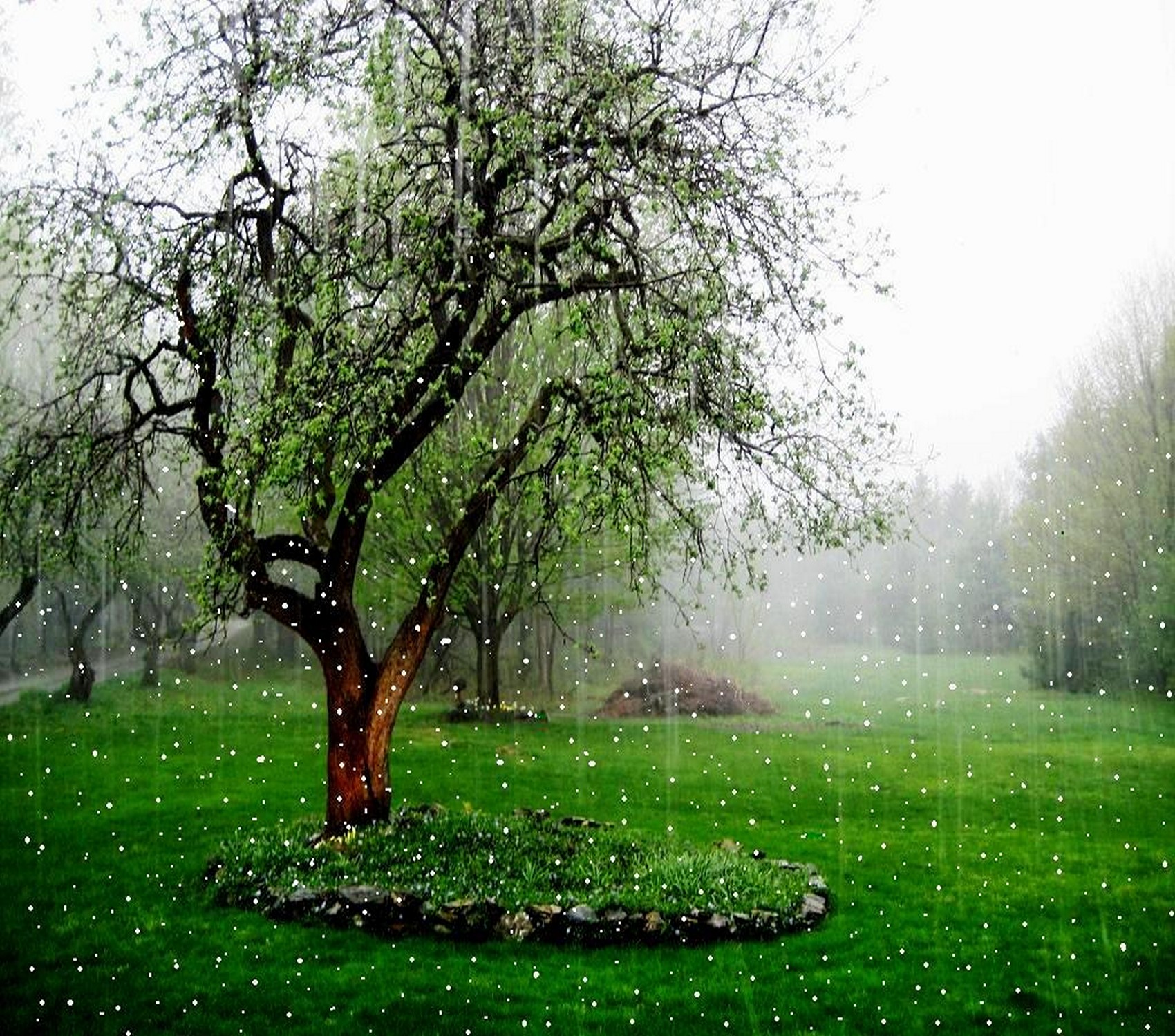 Albero sotto pioggia, prato verde, 1700x1499 HD Ready, PC
