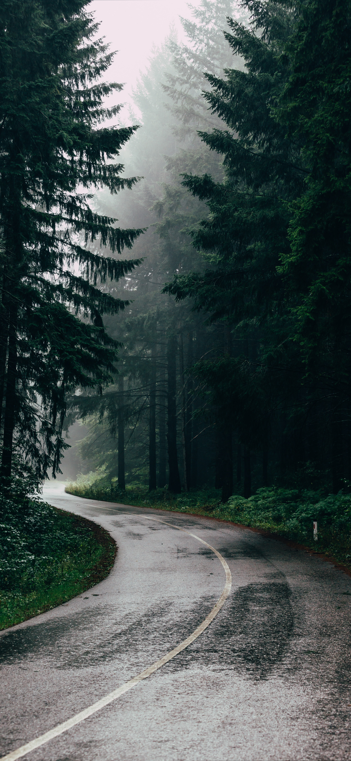 Foresta nebbiosa scura, 1125x2436 Full HD Verticale, iPhone