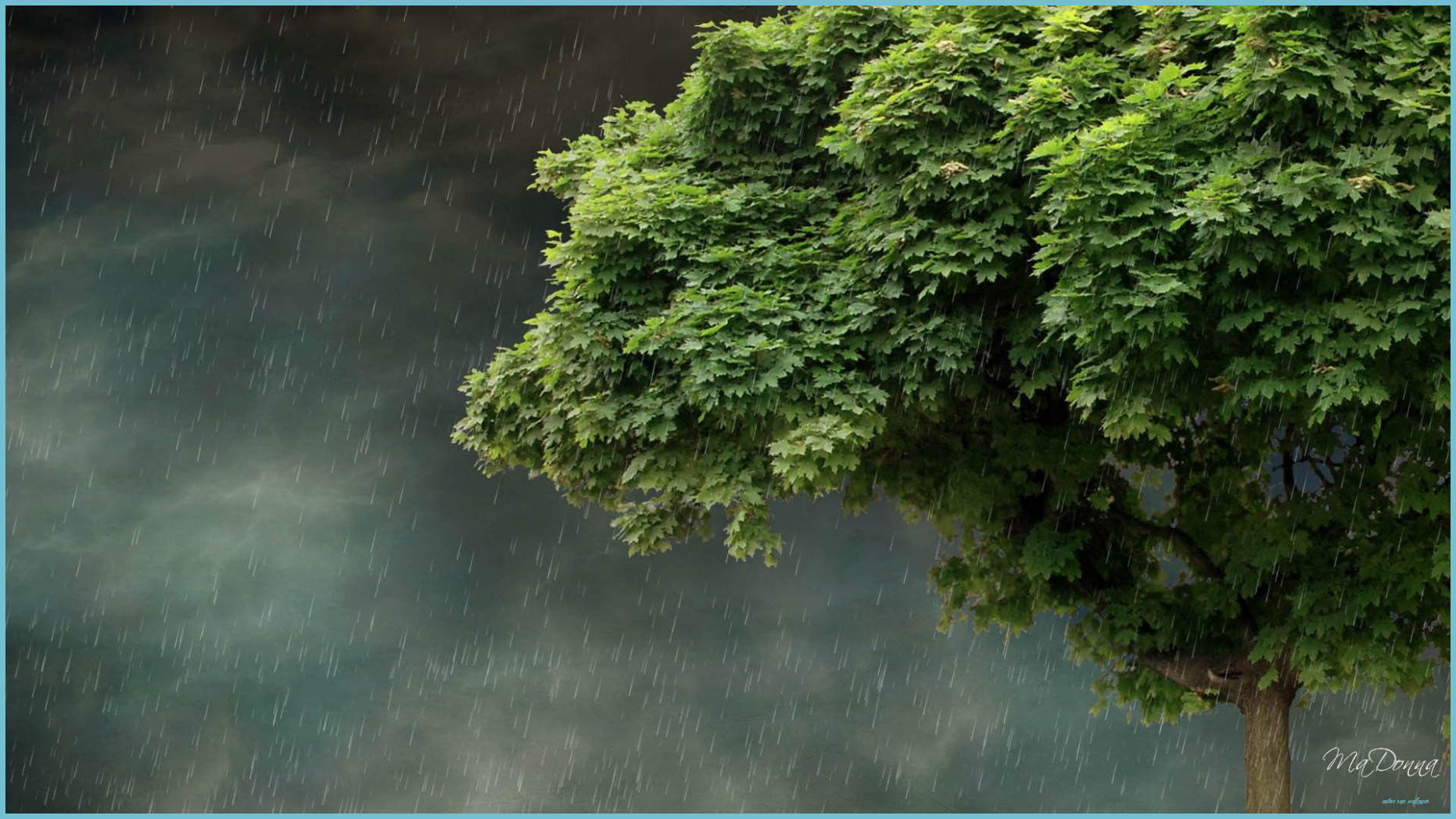 Albero verde sotto pioggia, 1862x1047 HD, Desktop