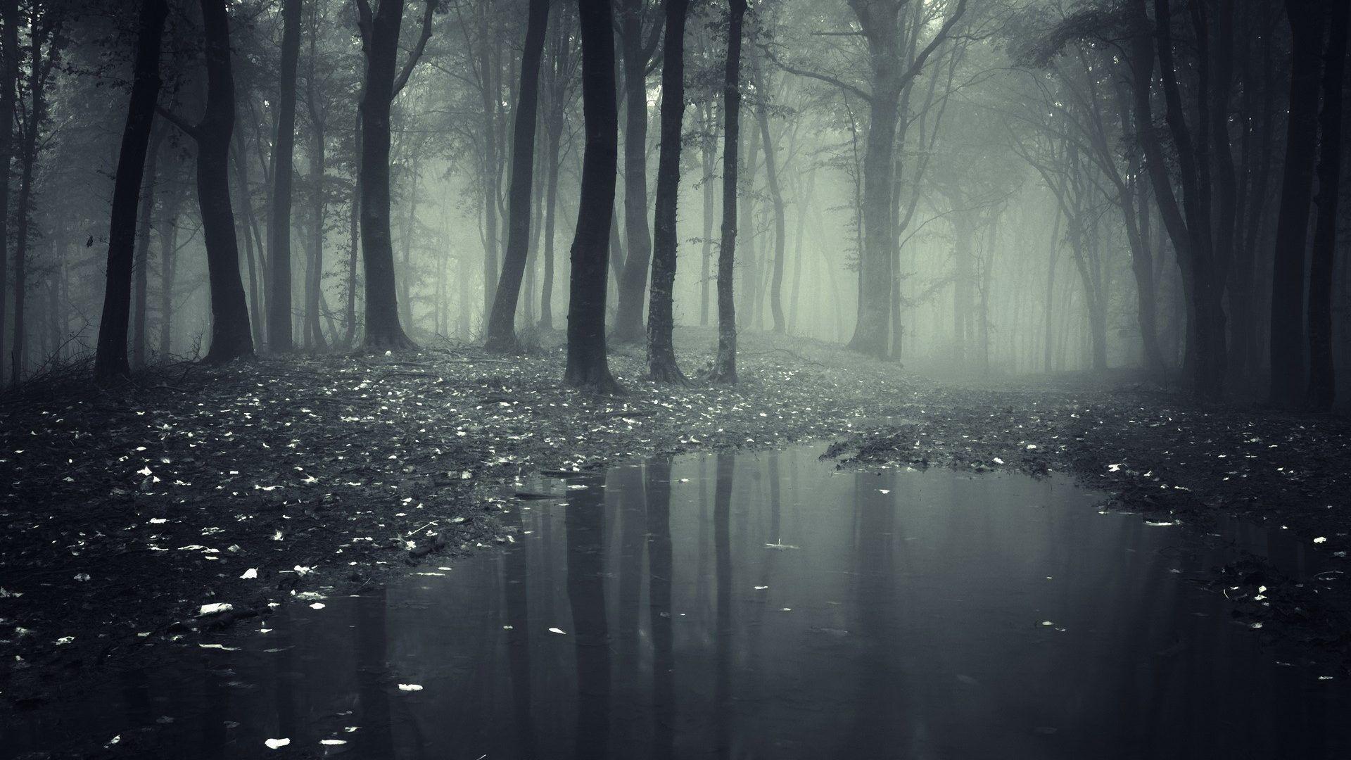 Foresta nebbiosa con pozza d'acqua, 1920x1080 1080p, Desktop