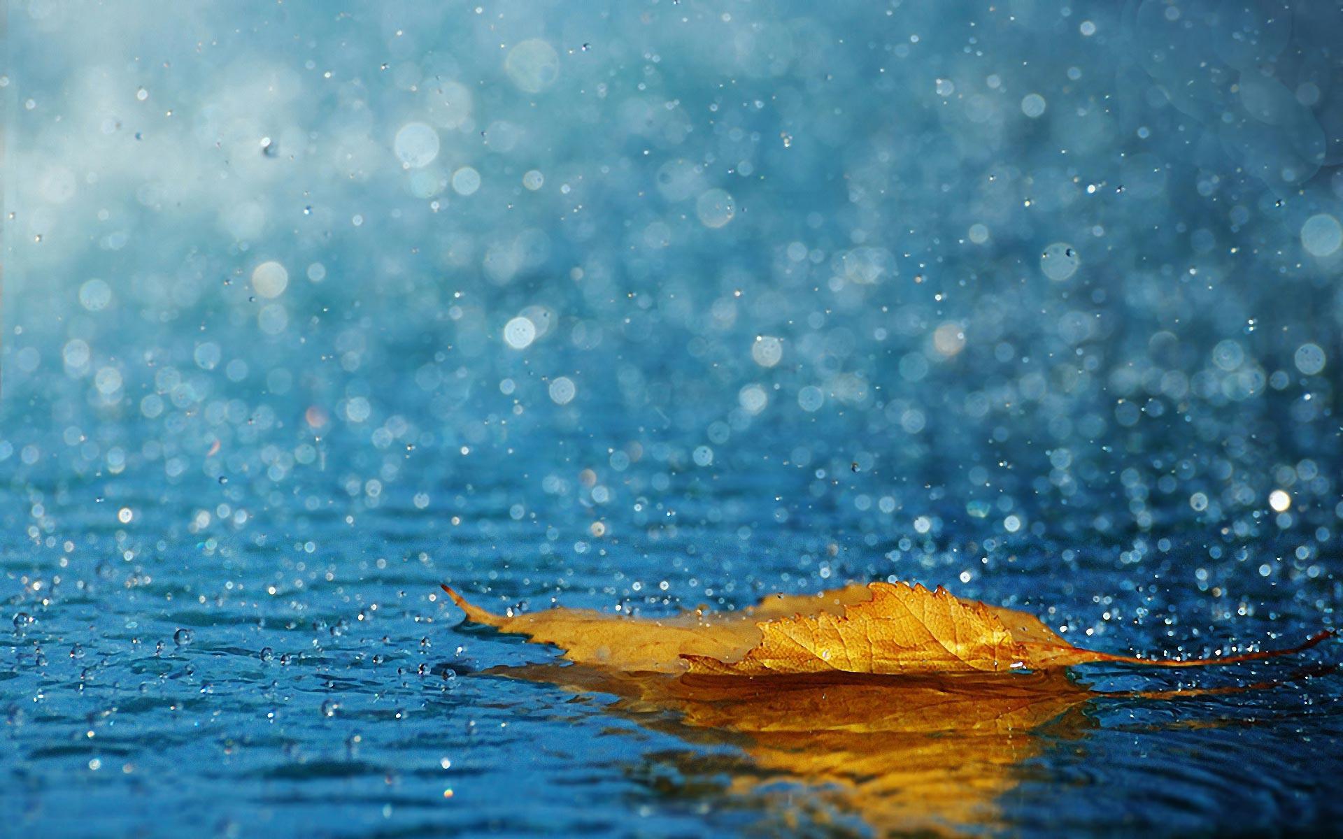 Foglia gialla sotto pioggia, 1920x1200 Full HD+, Desktop