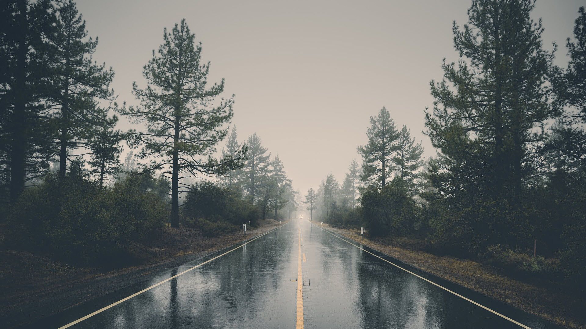 Strada bagnata tra pini, nebbia, 1920x1080 1080p, Desktop